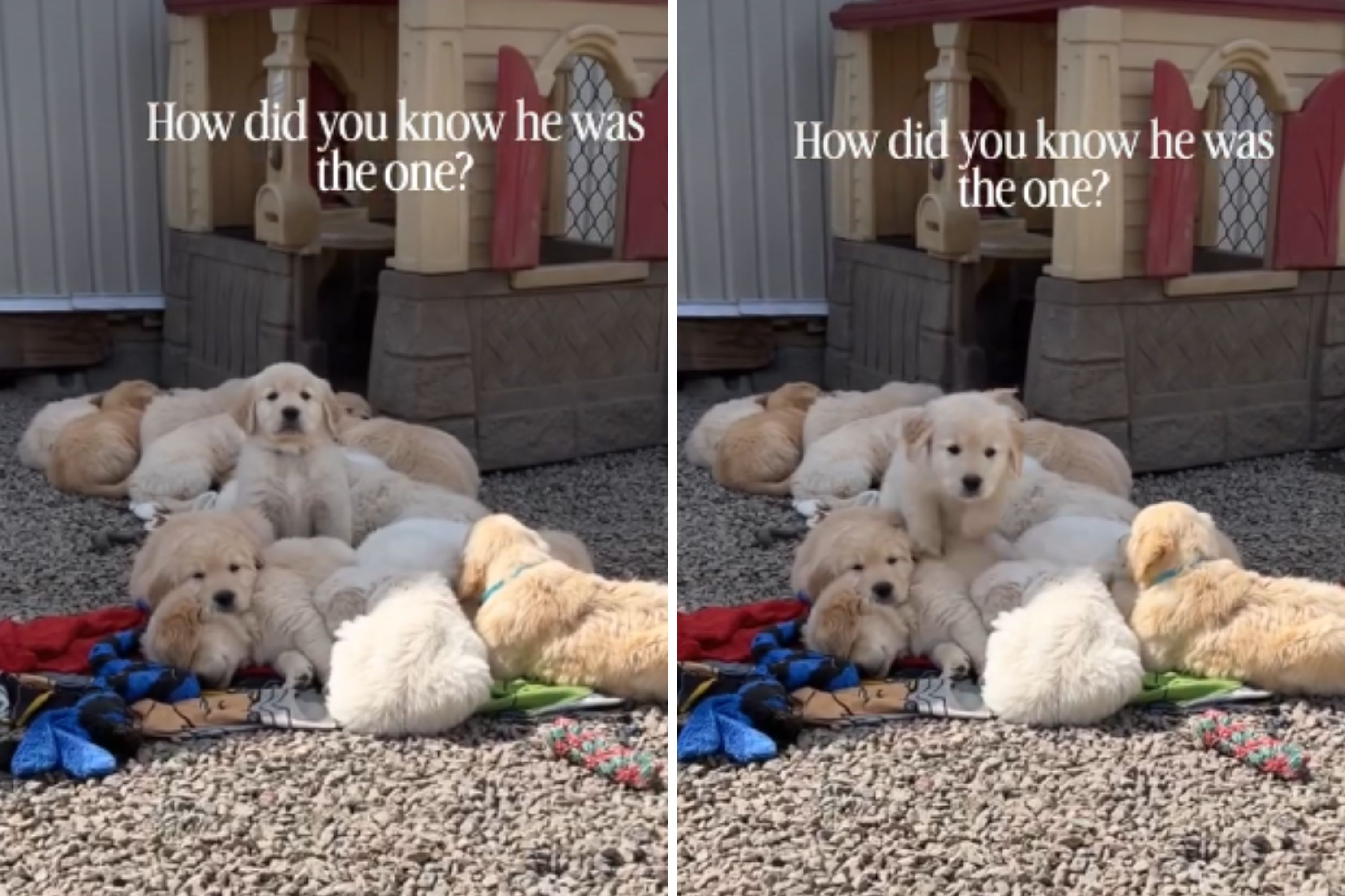 Owner Realizes the Exact Moment Golden Retriever Puppy ‘Chose’ Her