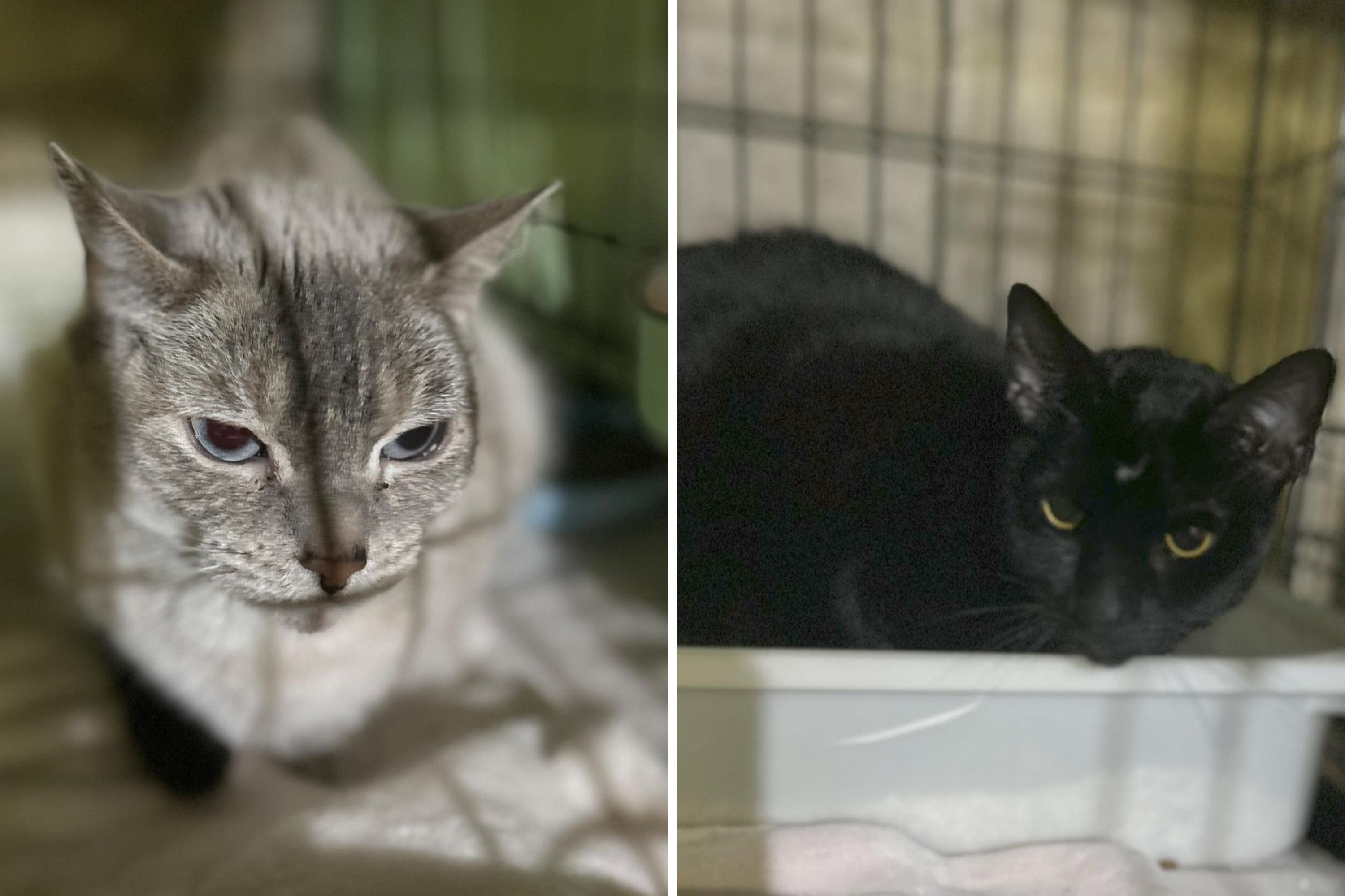 Cats Abandoned With Handwritten Notes—Staff Discover ‘Heartbreaking’ Truth