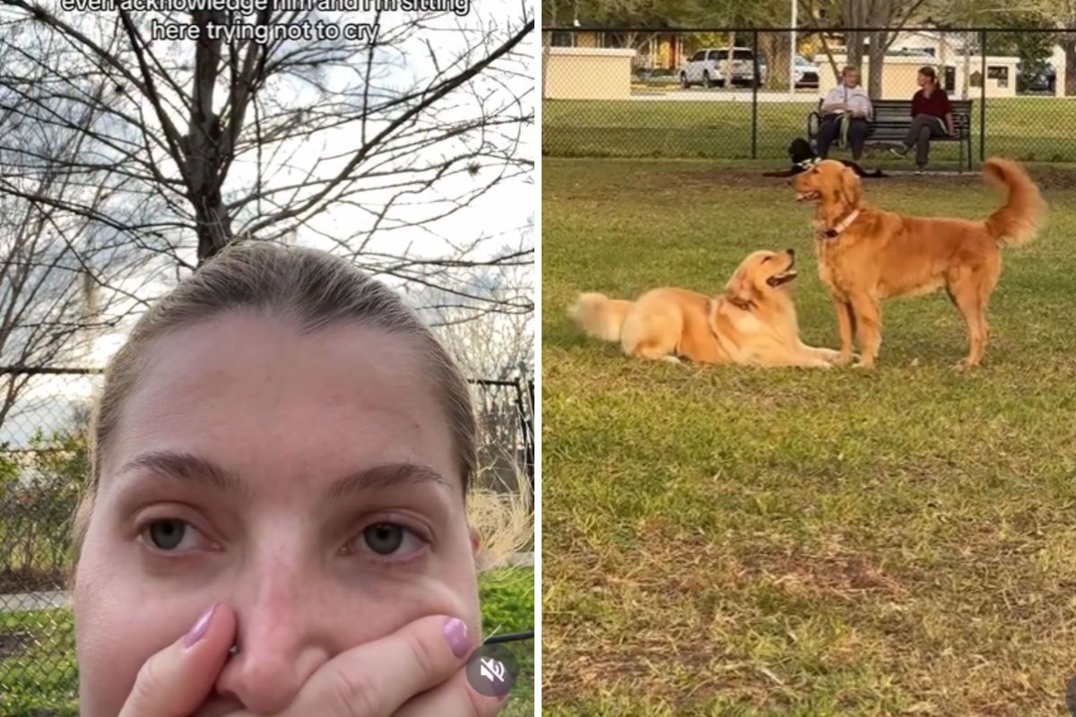 Golden Retriever's Determination Touches Hearts at the Park
