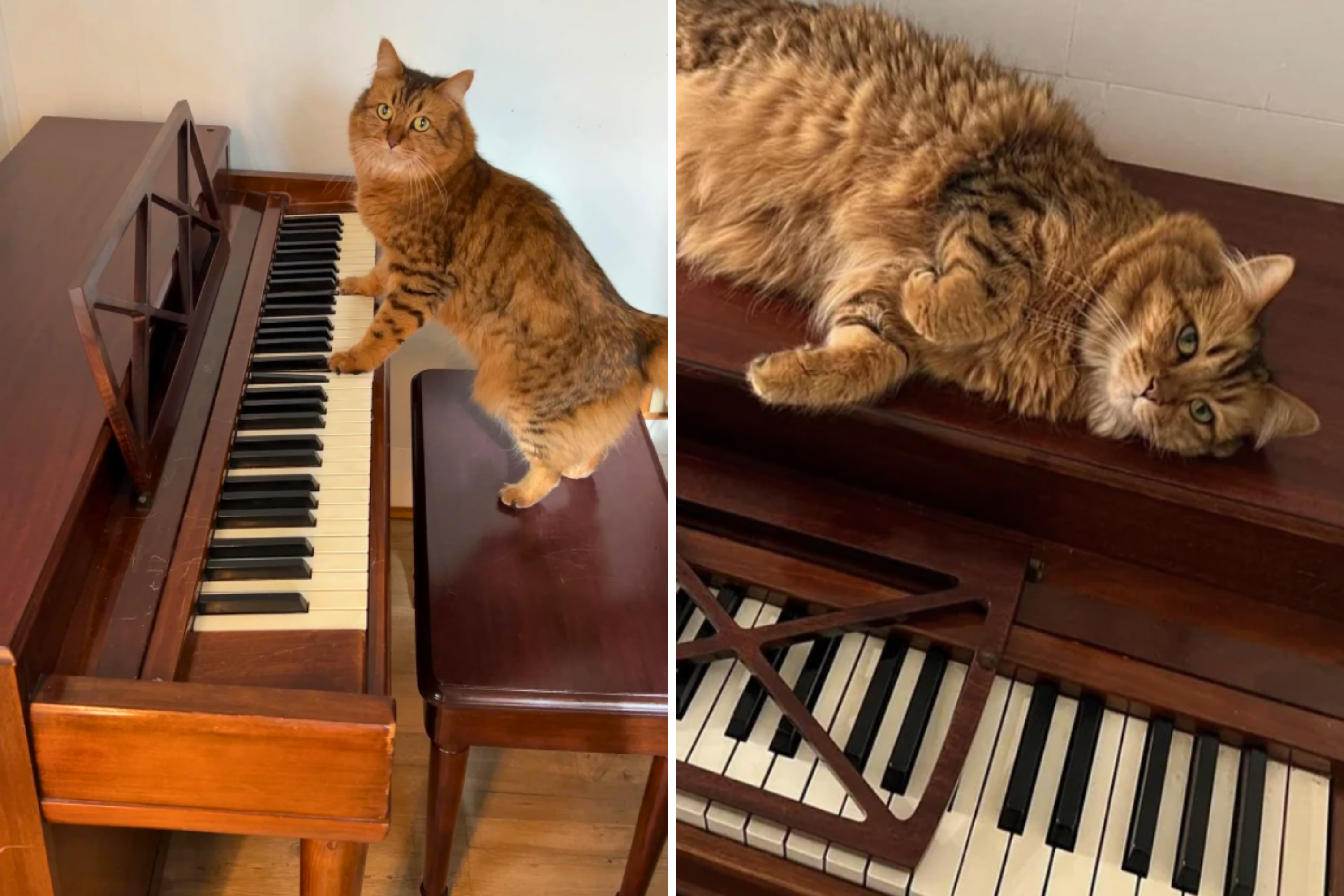 Cat Won’t Stop ‘Playing Piano’ at Night—Internet Can’t Believe It