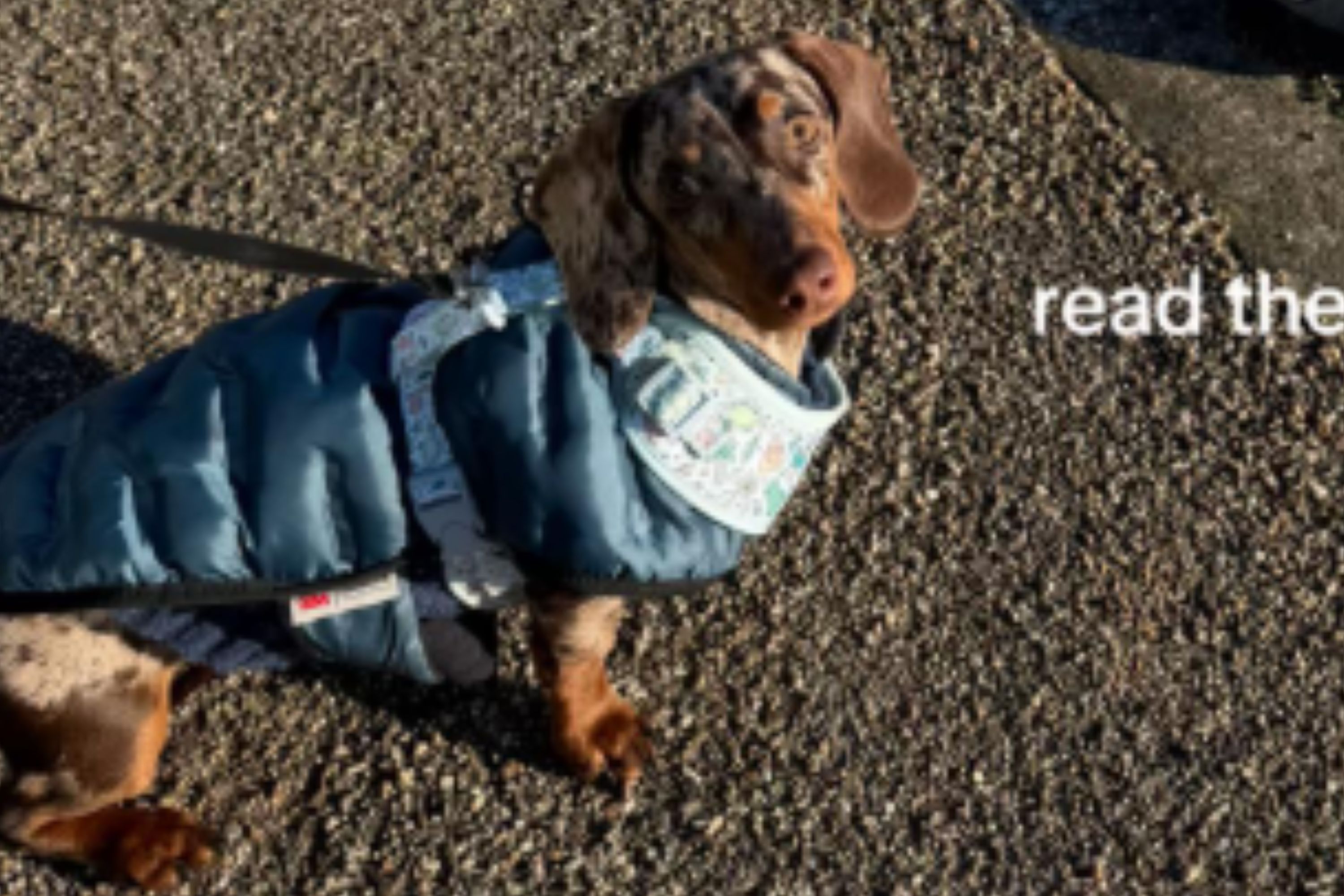 Woman Walks Dachshund in Snow—Horror at What Happens to His Paws