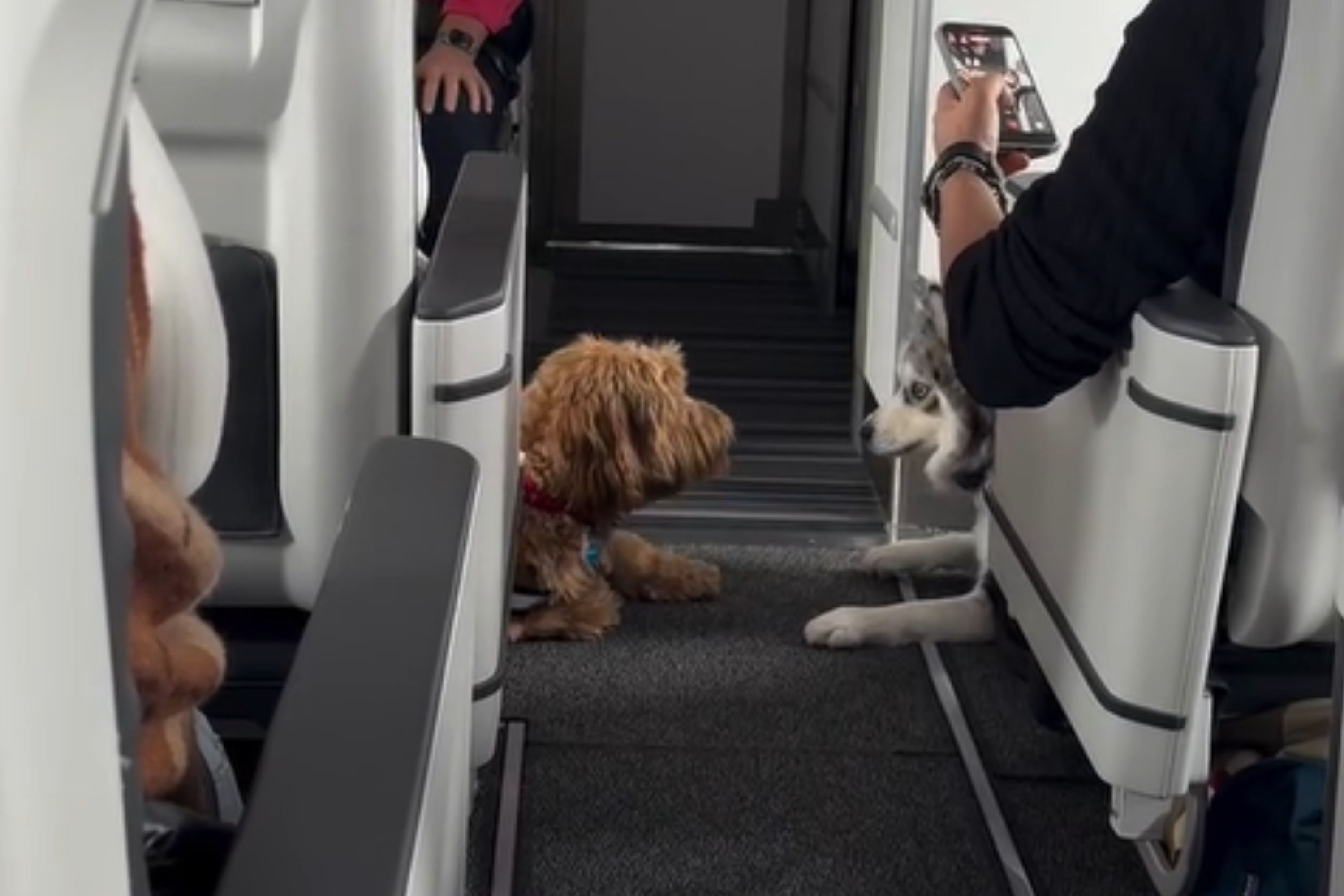 Pomsky Sat Next to Dog on Flight—No One Ready for What Happens Next