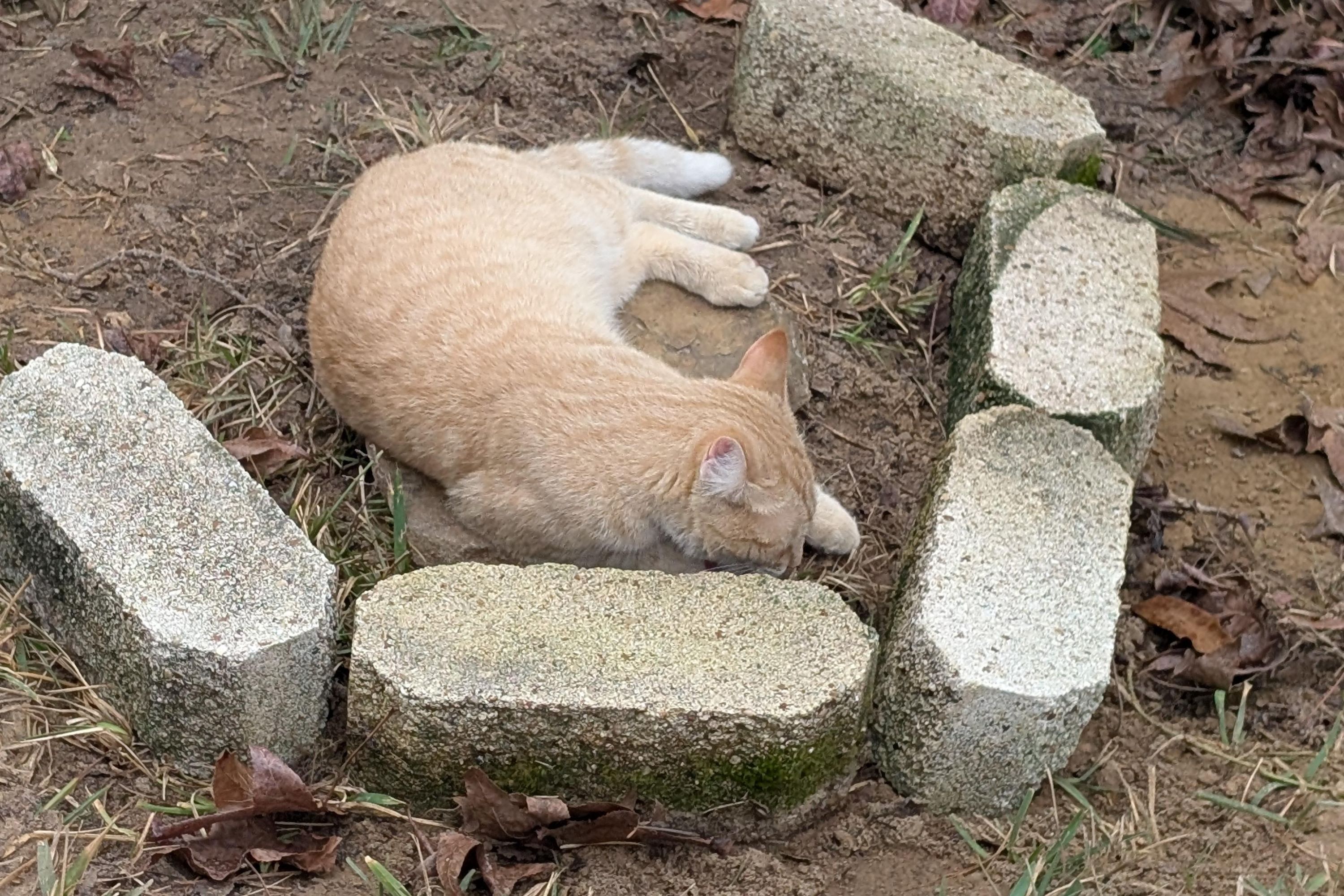 Owner Buries Cat, Not Prepared for Where He Finds Kitten Sleeping