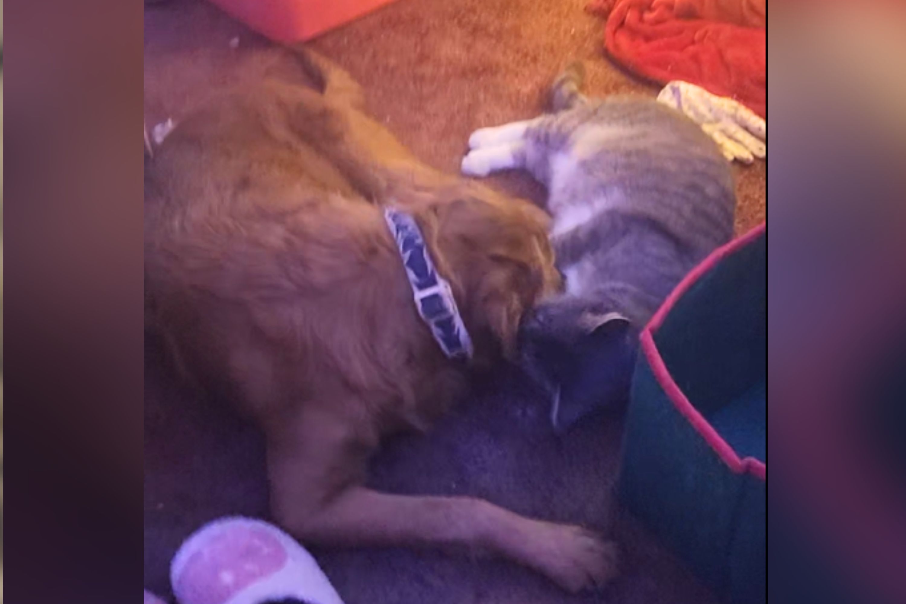 Goldendoodle and Cat Who Bathe Each Other Win 'Pet of the Week'