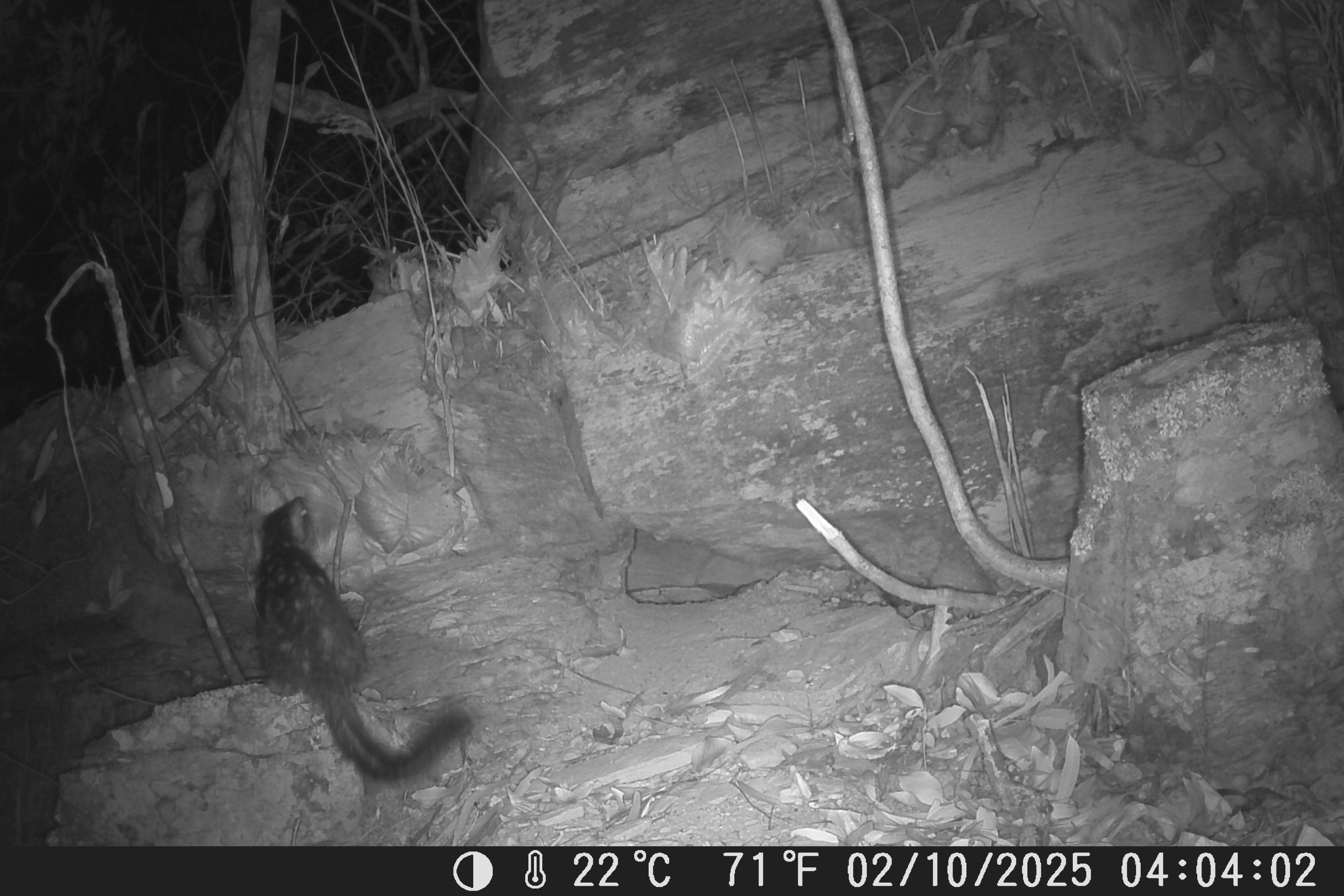 ‘Native Cat’ Thought To Have Vanished Seen for the First Time in 80 Years