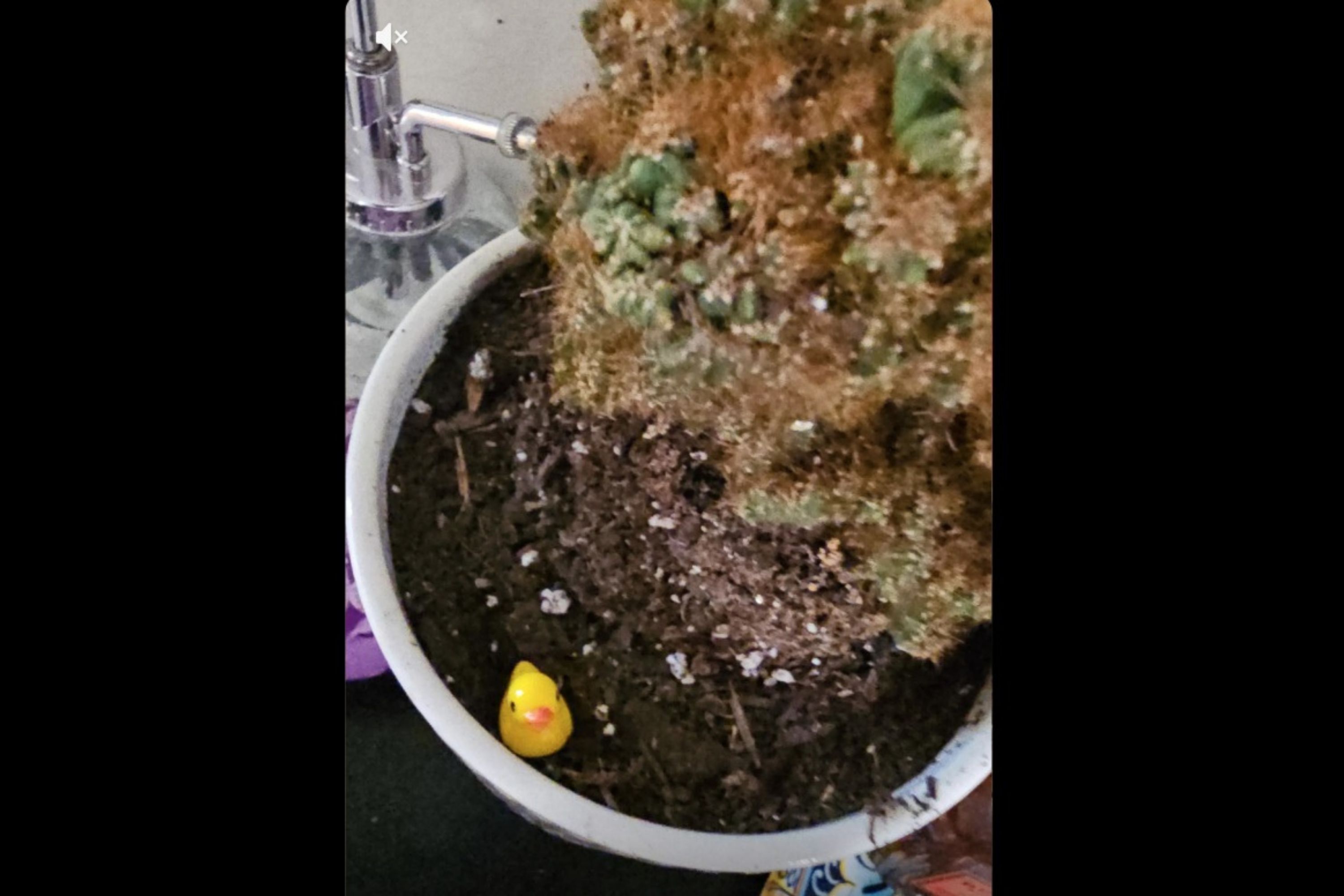 Cleaner Quits After Client’s 100-Duck Quality Check, Internet Horrified