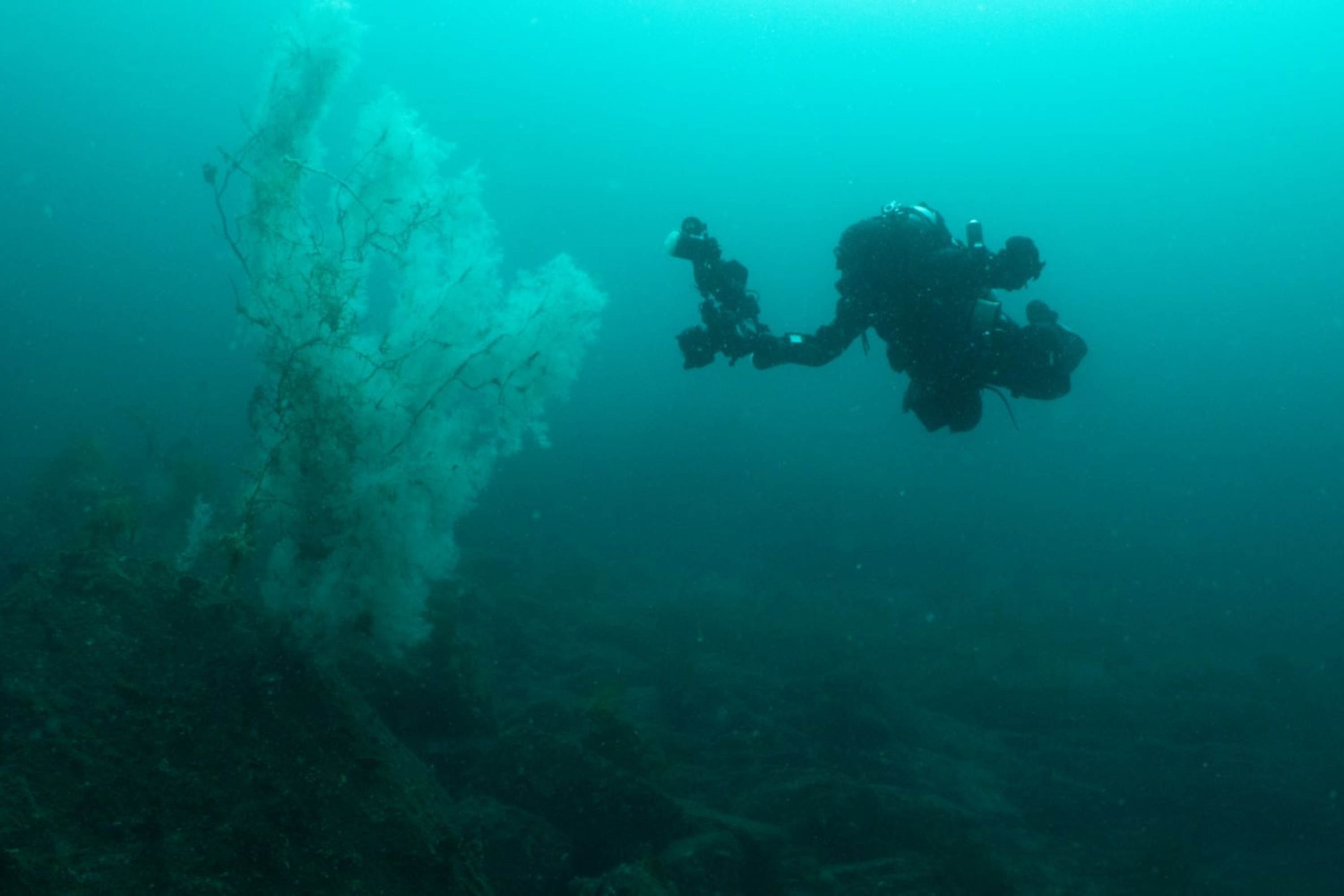Biologists Discover ‘Absolutely Huge’ 300-Year-Old Creature on Sea Floor