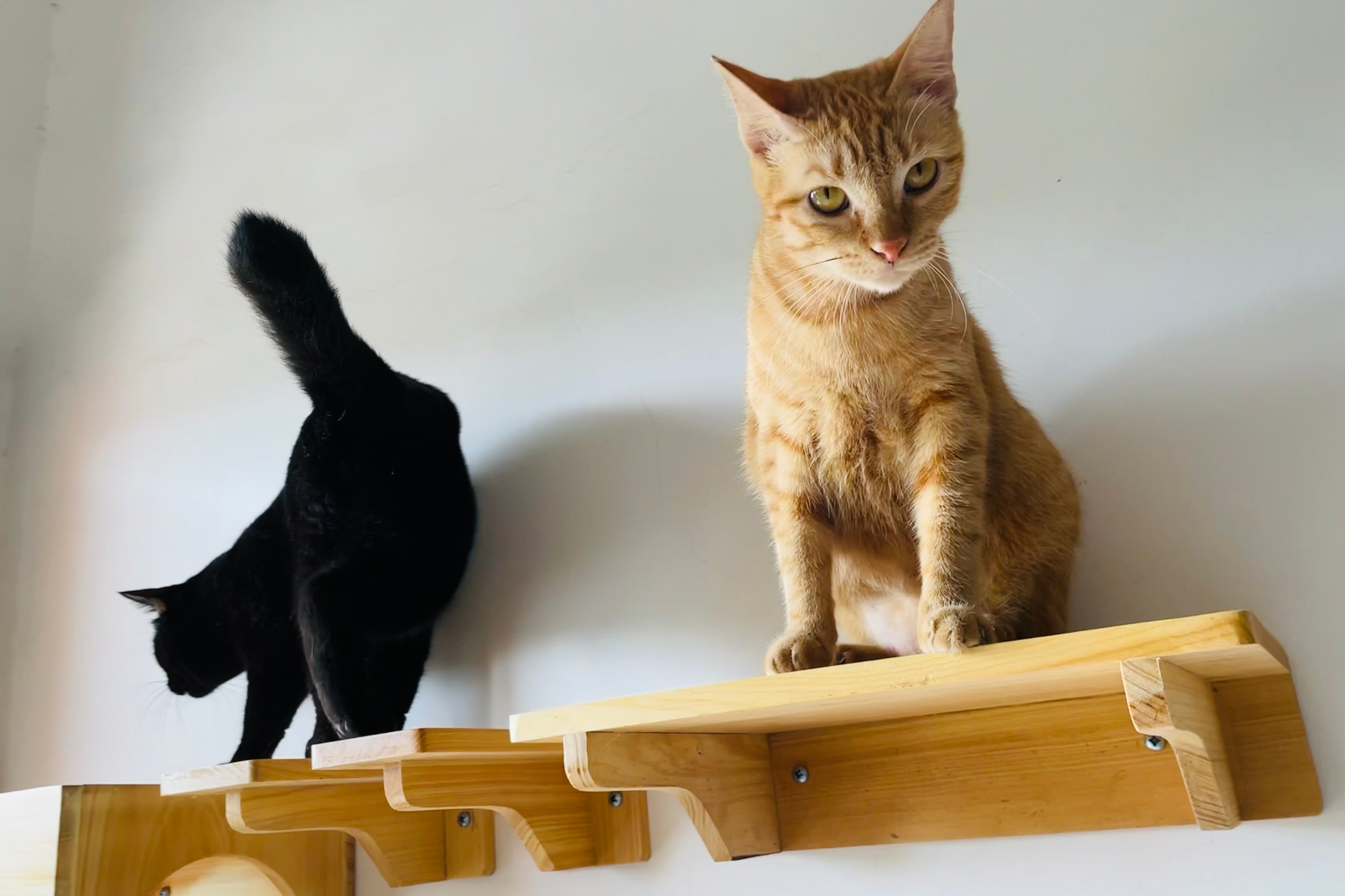 Cat Owner Has Warning After Kitten Is Bullied by Older Sibling