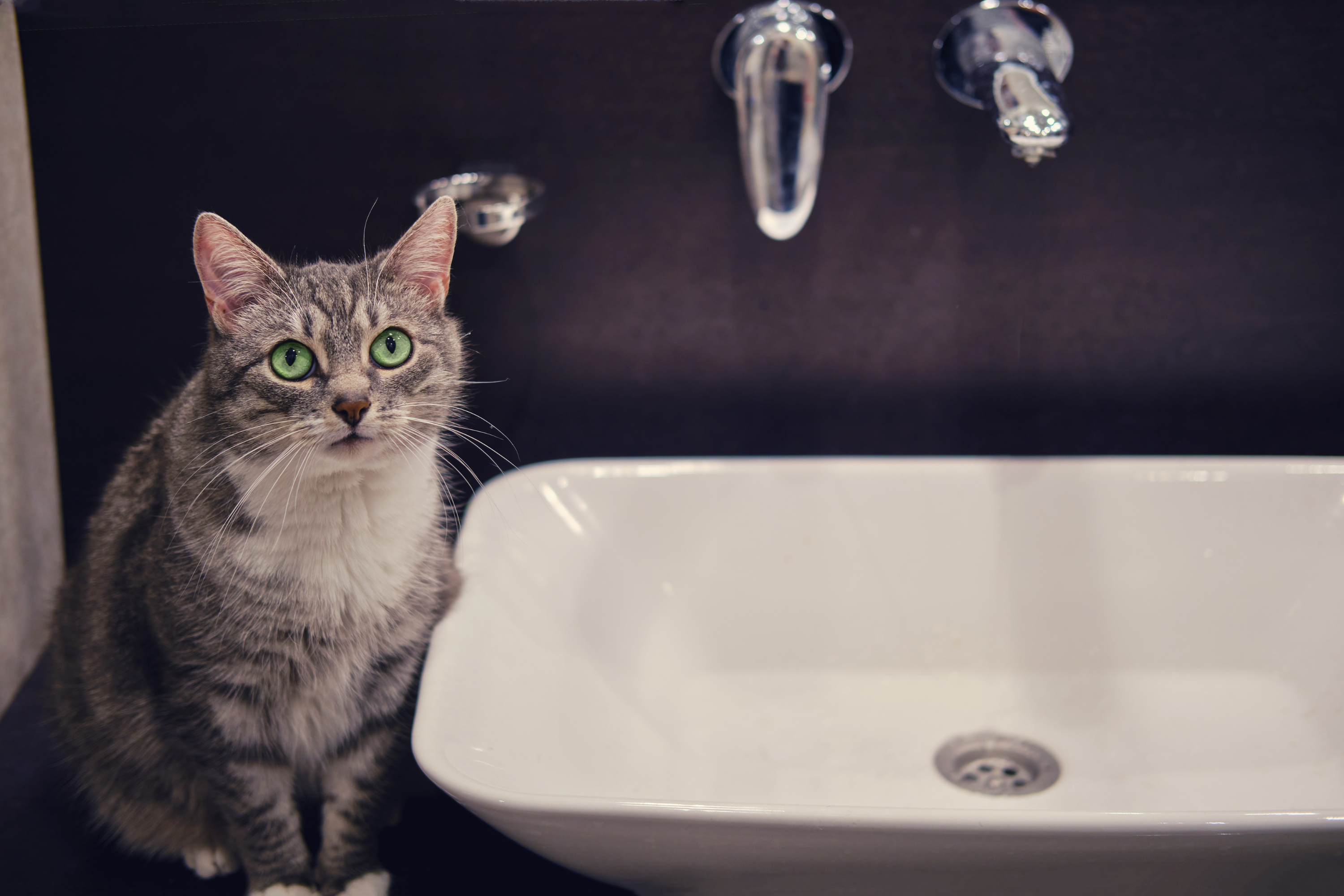 Cat Goes Missing During Bathroom Refurb, Horror at What Owner Realizes