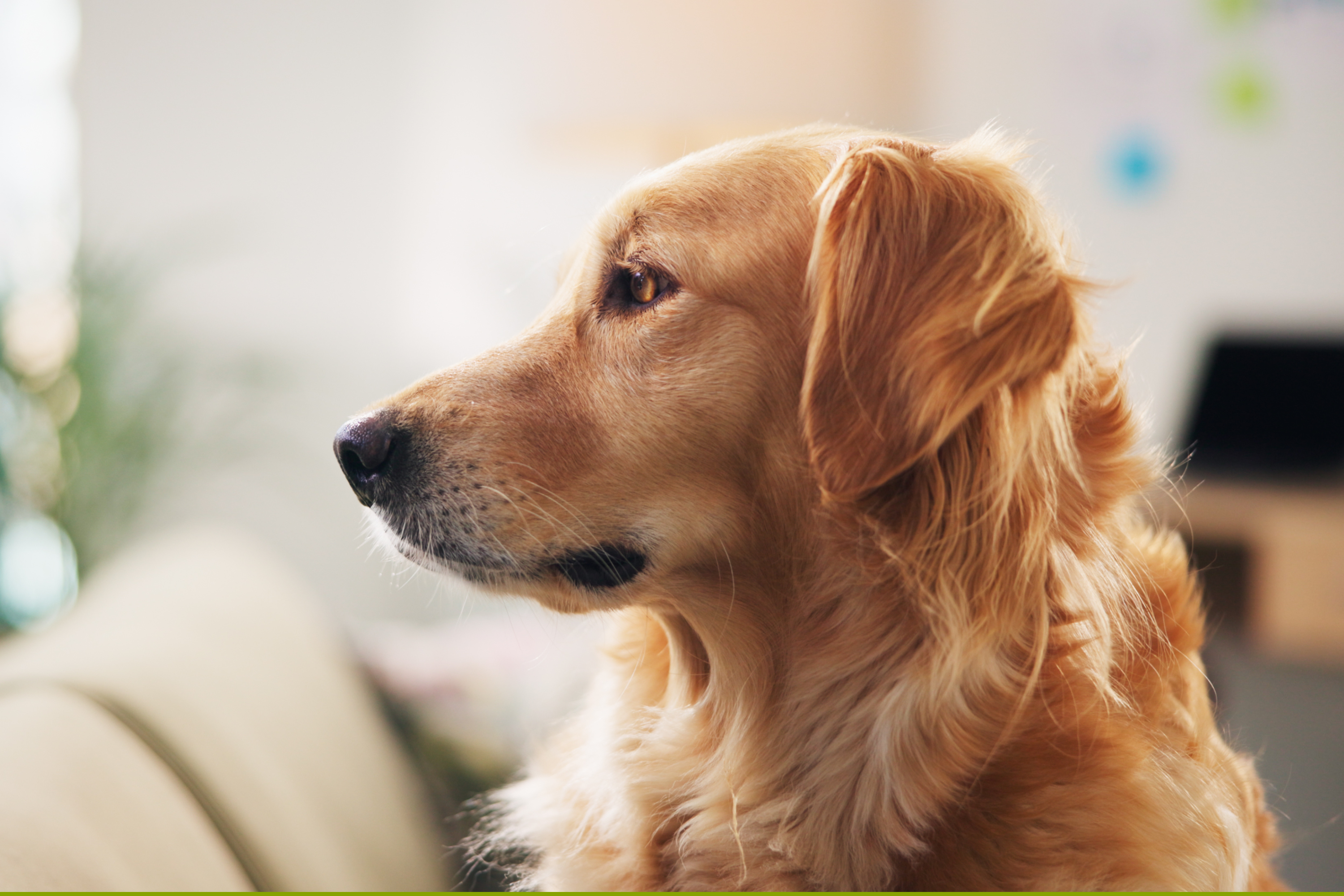 Golden Retriever Jumps on Bed To Greet ‘Main Human’, but There’s a Problem