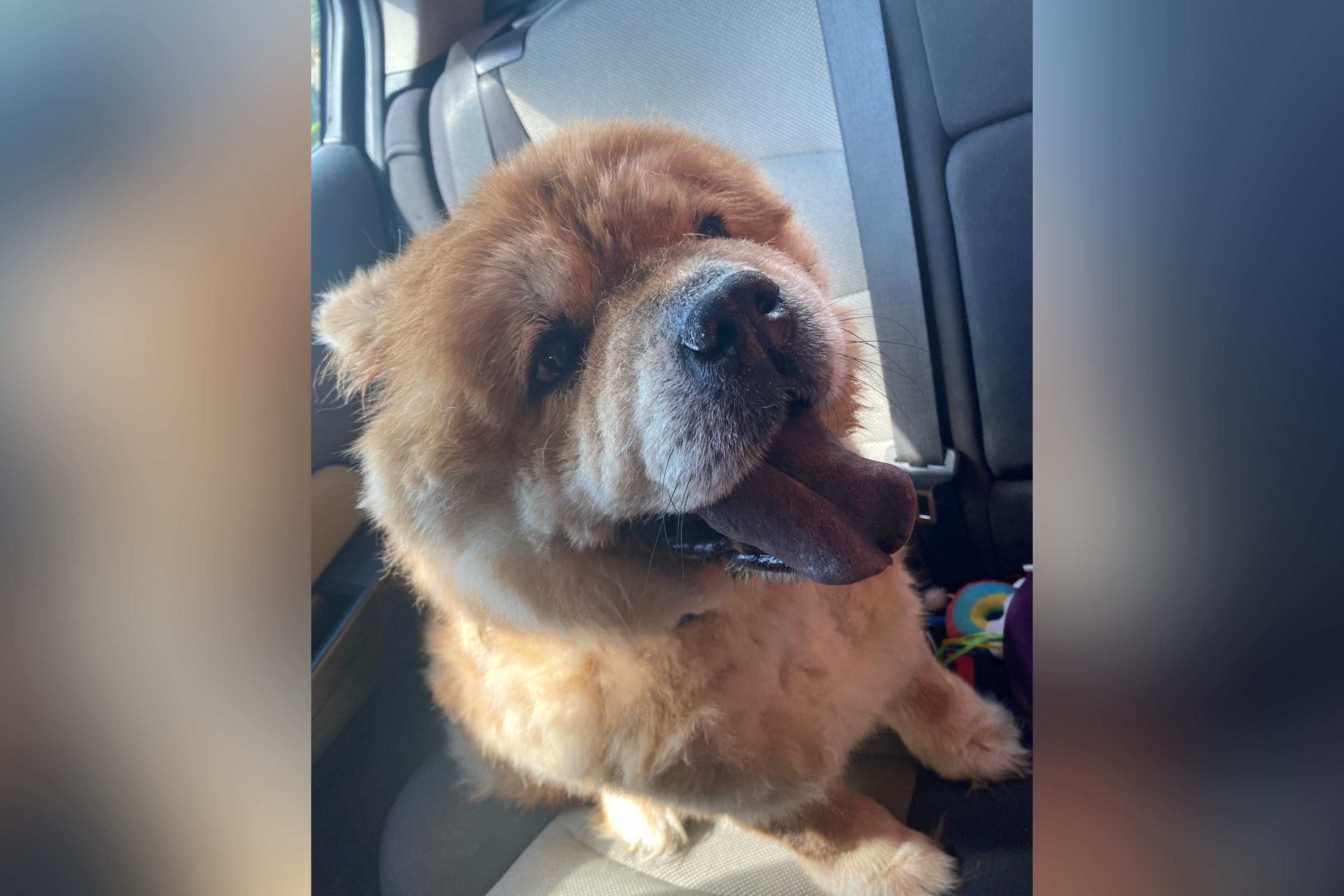 Owner Adopts Husky‑Aussie Mix—DNA Test Leaves Them Stunned