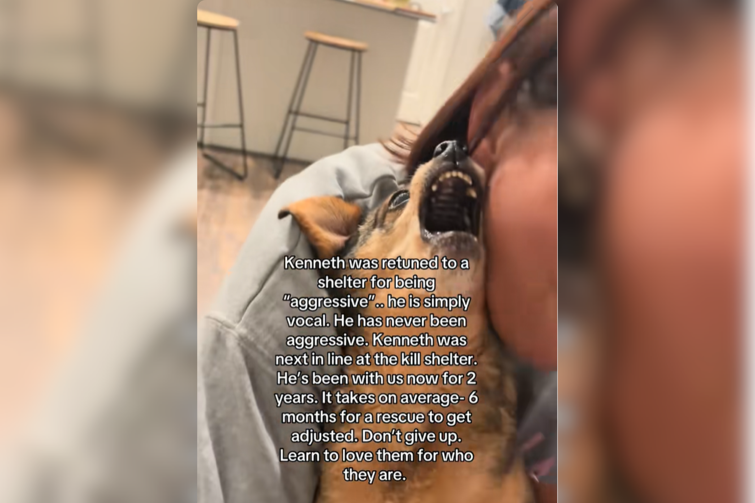 ‘Aggressive’ Chihuahua Listed for Euthanasia, Then One Woman Changed It All