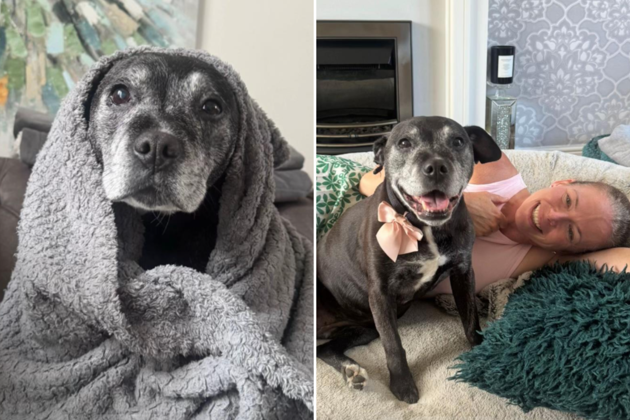 Exact Moment Family Fall in Love With Senior Rescue Dog Caught on Camera
