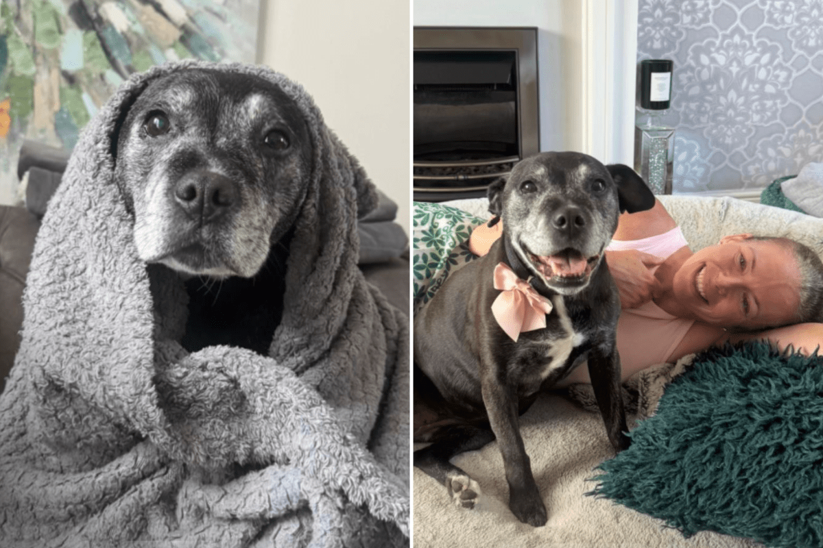 Exact Moment Family Fall in Love With Senior Rescue Dog Caught on Camera