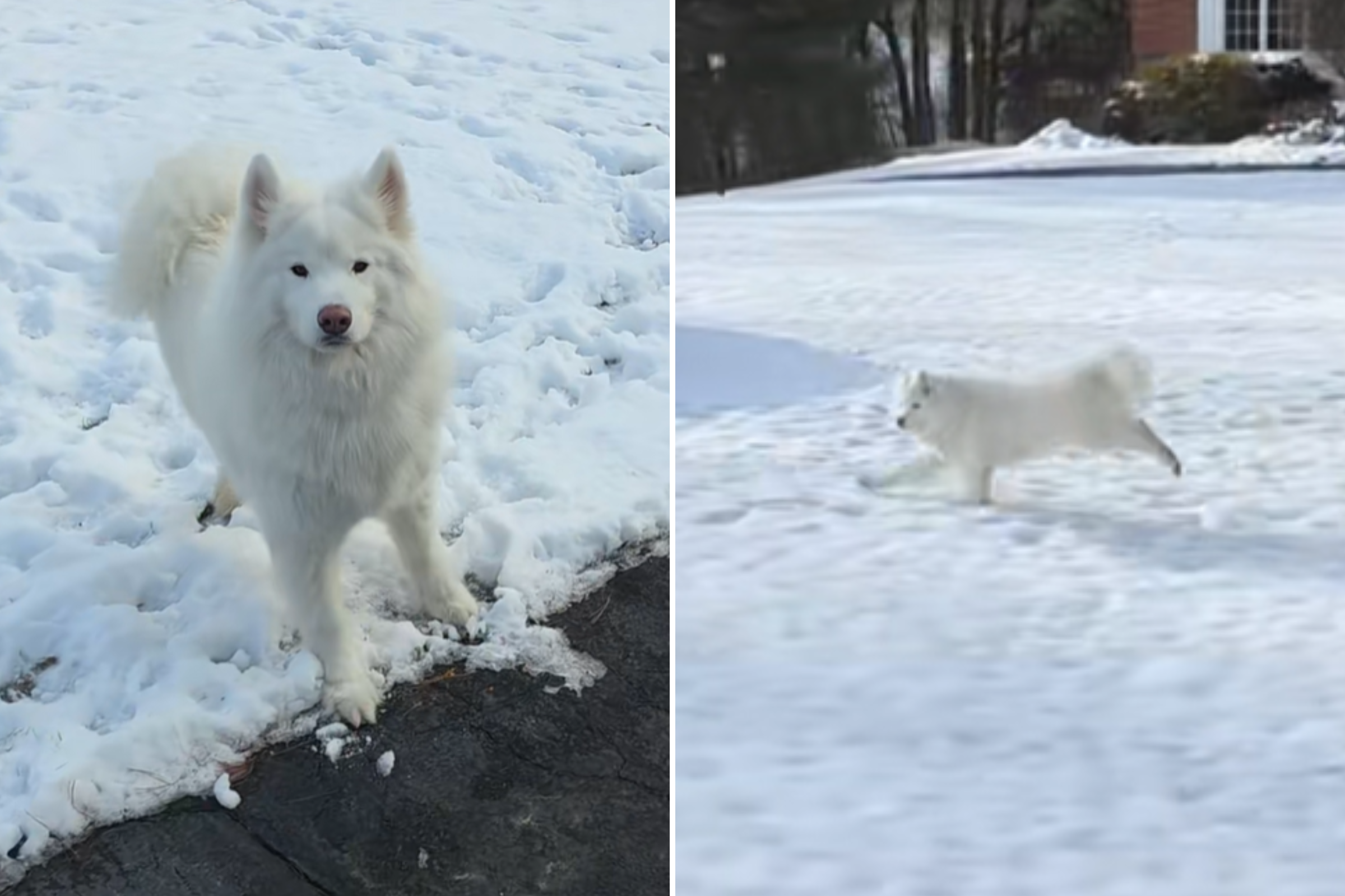 Samoyed Spots Favorite Delivery Driver, Unprepared for What Happens Next