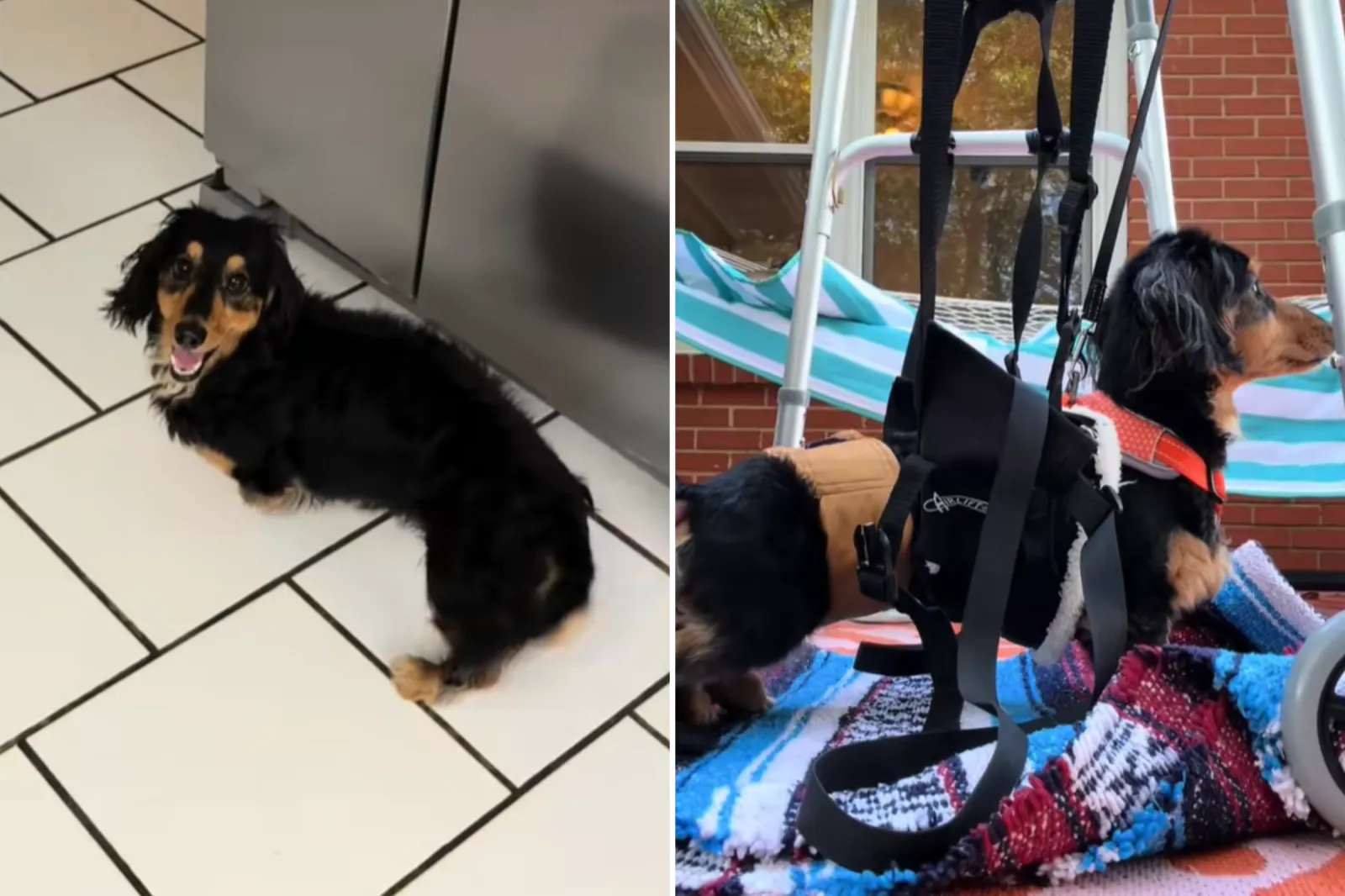 Dachshund Left Paralyzed After Freak Accident, Owner Refuses To Lose ...