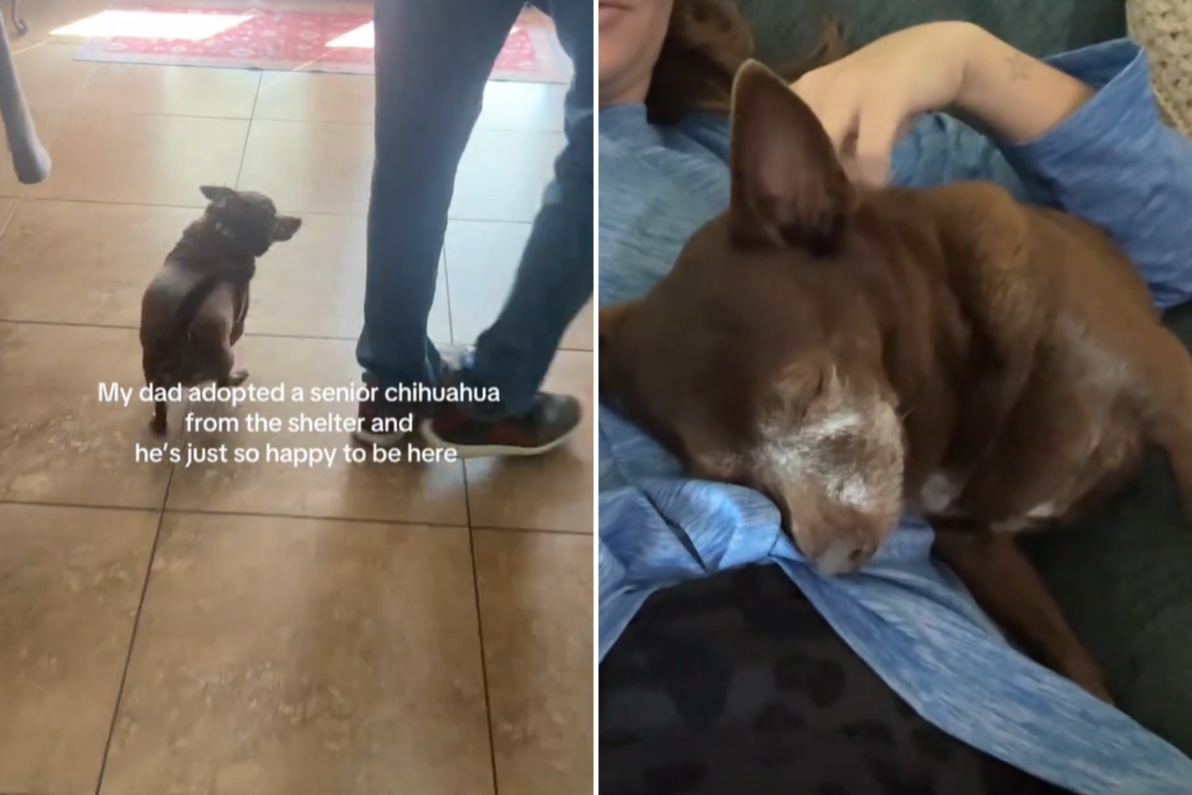 Senior Chihuahua Adopted From Shelter, Tears at How He Responds to New Home