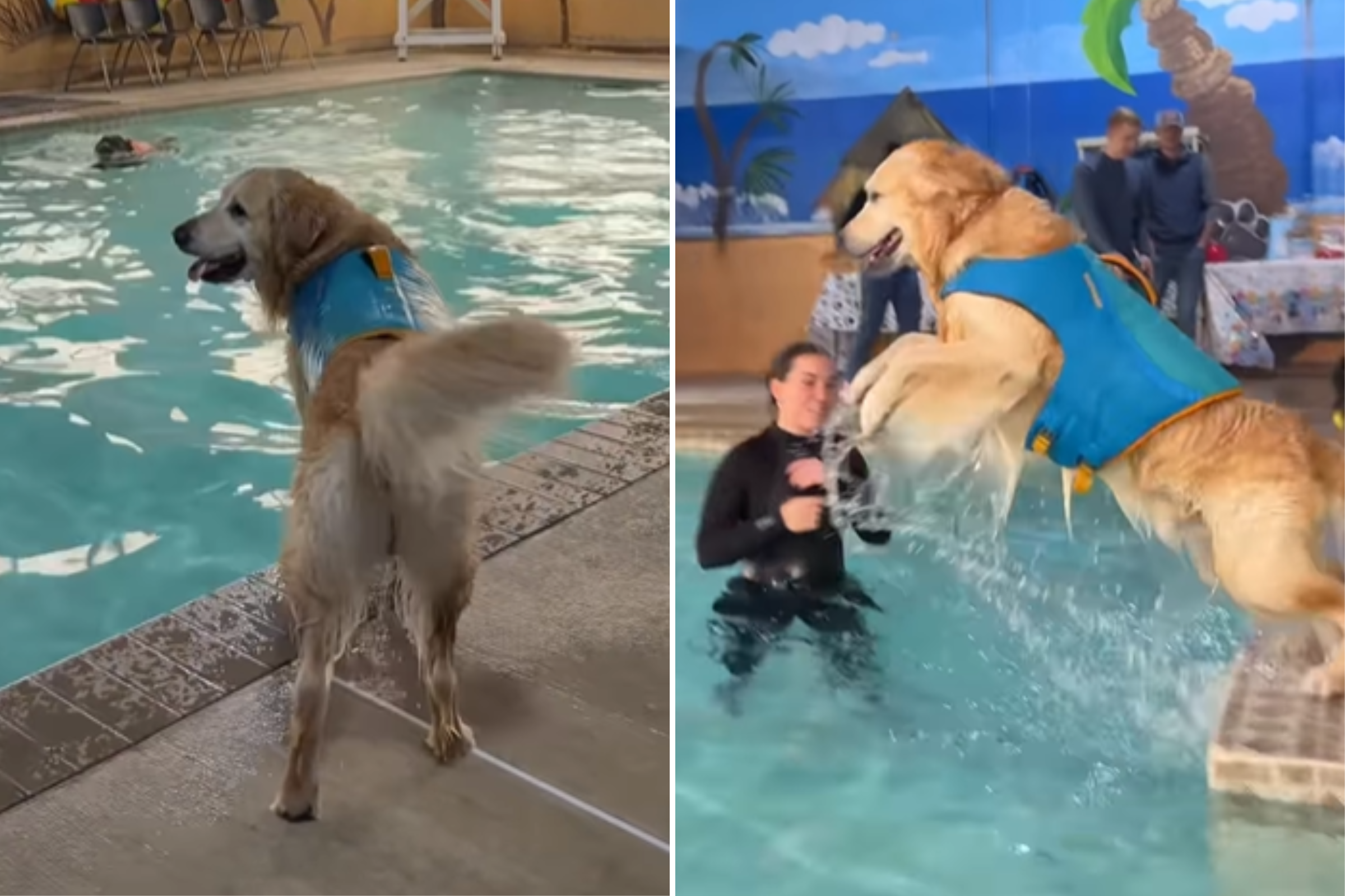 Golden Retriever Invited To Pool Party—Owner Films Heartwarming Response