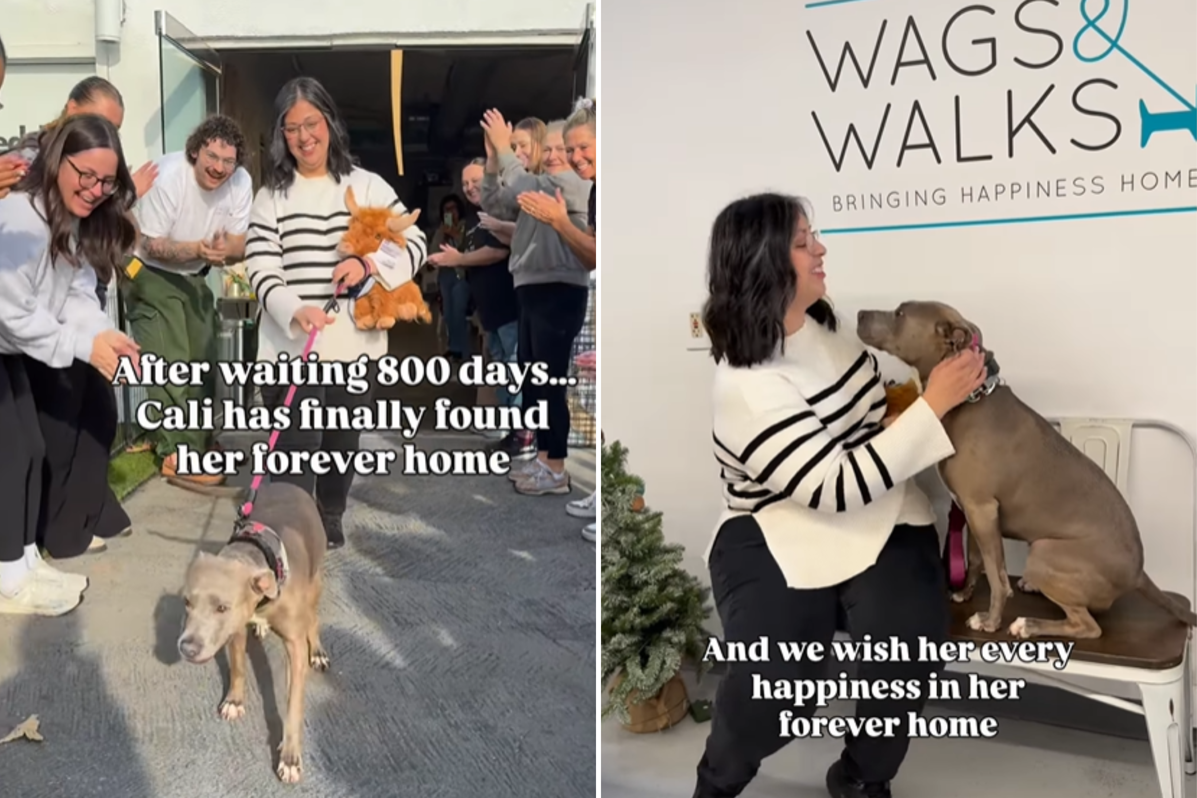Shelter Dog Waits 800 Days, Watches Puppies Leave—Then Her Luck Changes