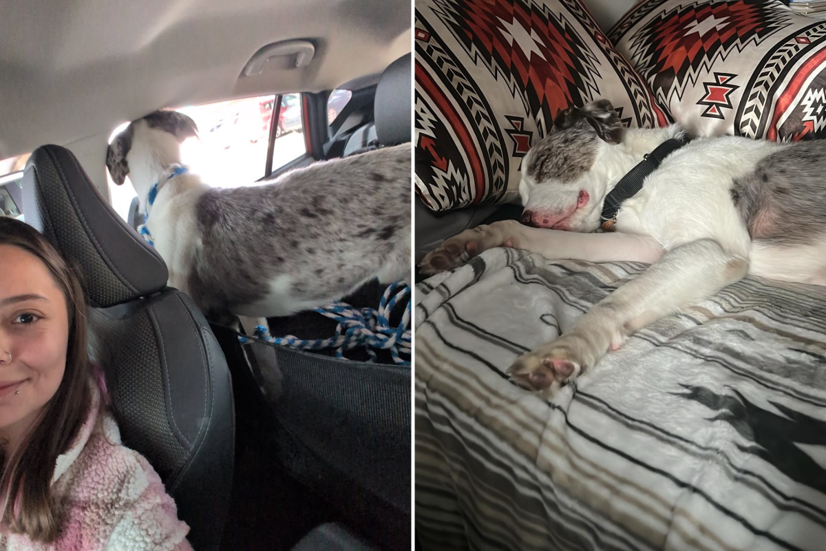 Rescue of Abandoned Dog Odin: A Tale of Trust and Redemption