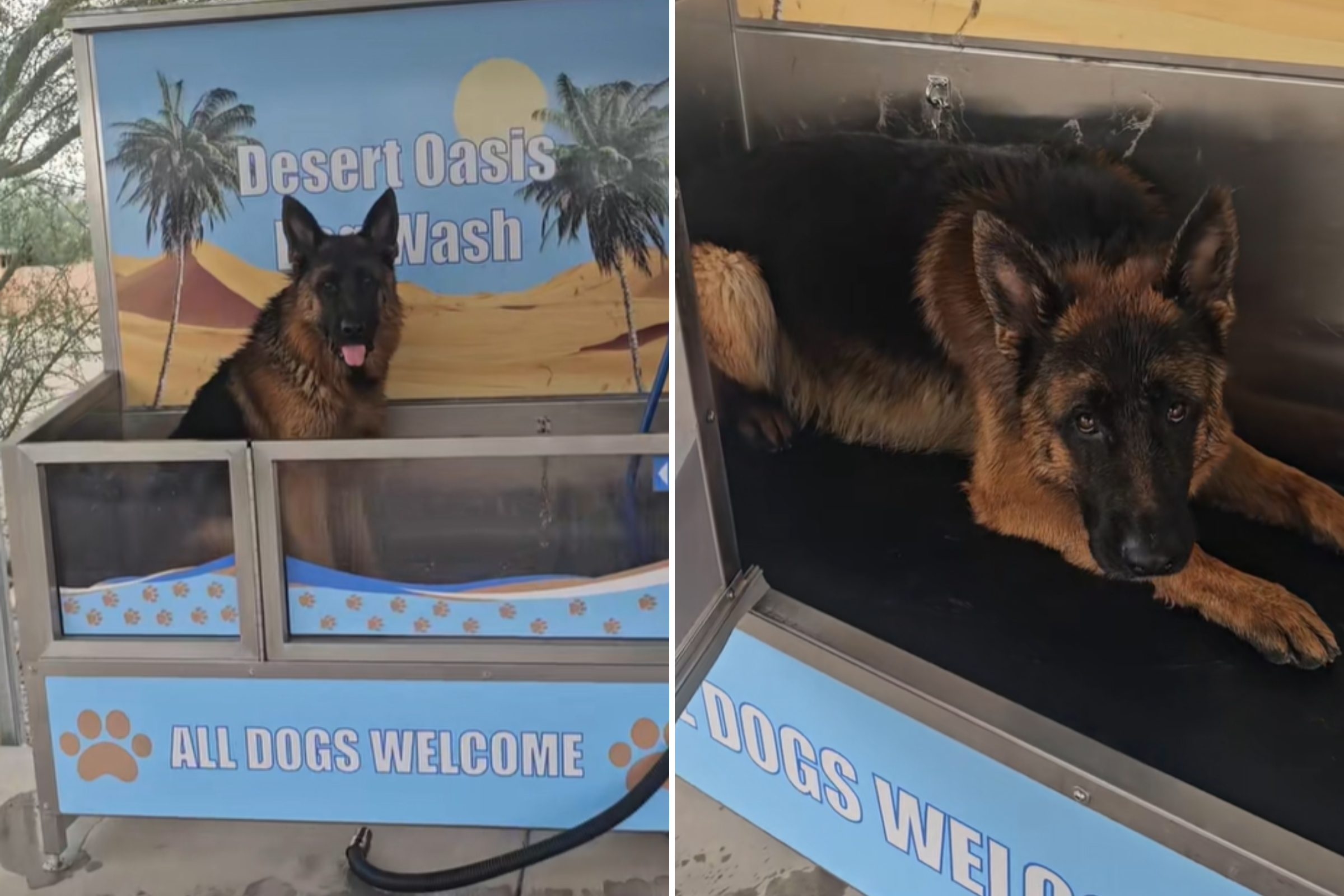 German Shepherd Notices Wash Station, Hysterics Over What He Demands