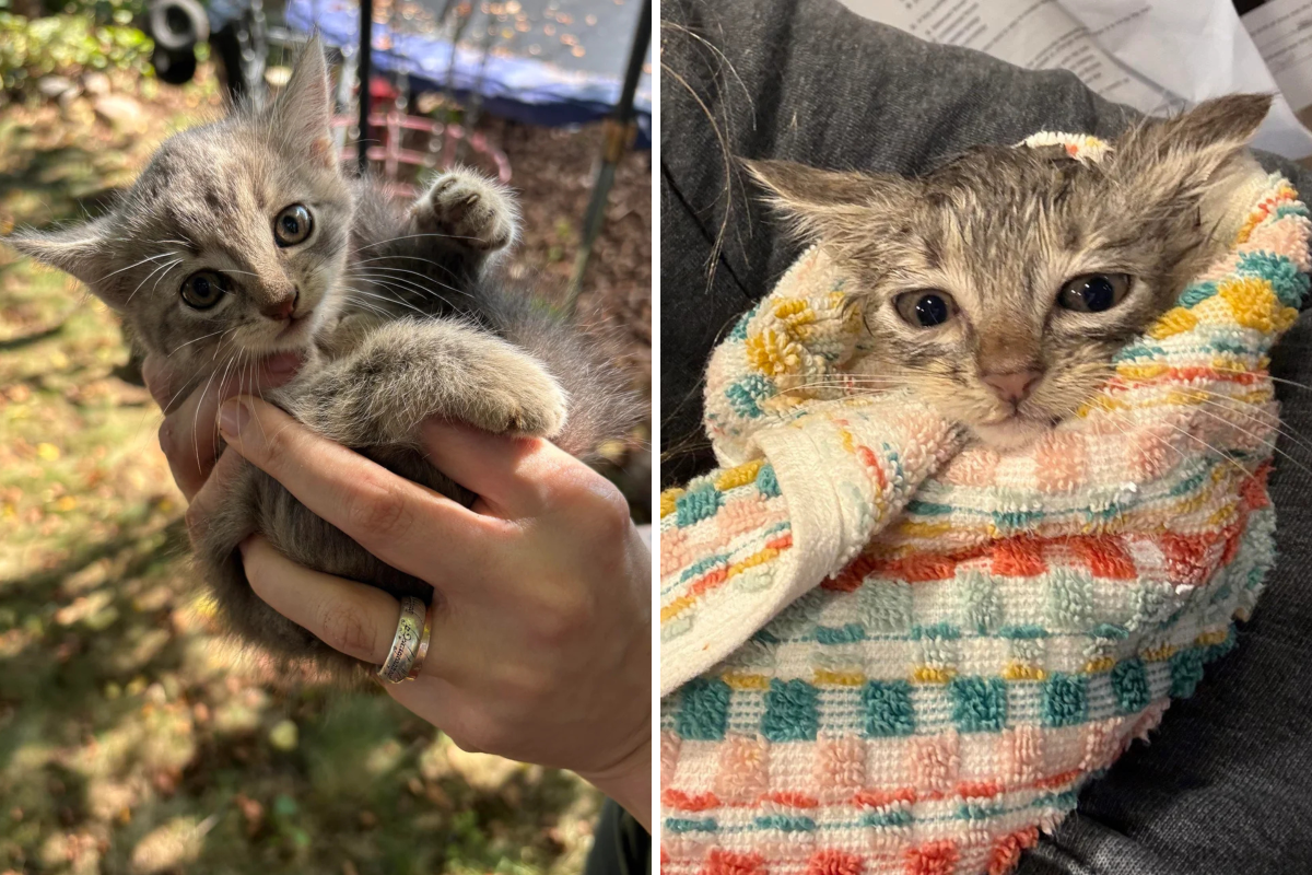 Woman Hears Crying Outside, Can&rsquo;t Believe the &lsquo;Trespasser&rsquo; She Finds