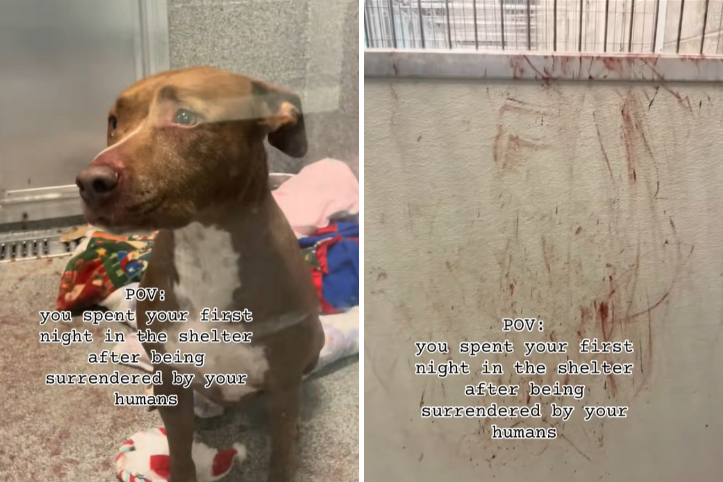 Hearts Break As Dog’s First Night in Shelter Leaves Her Covered in Blood