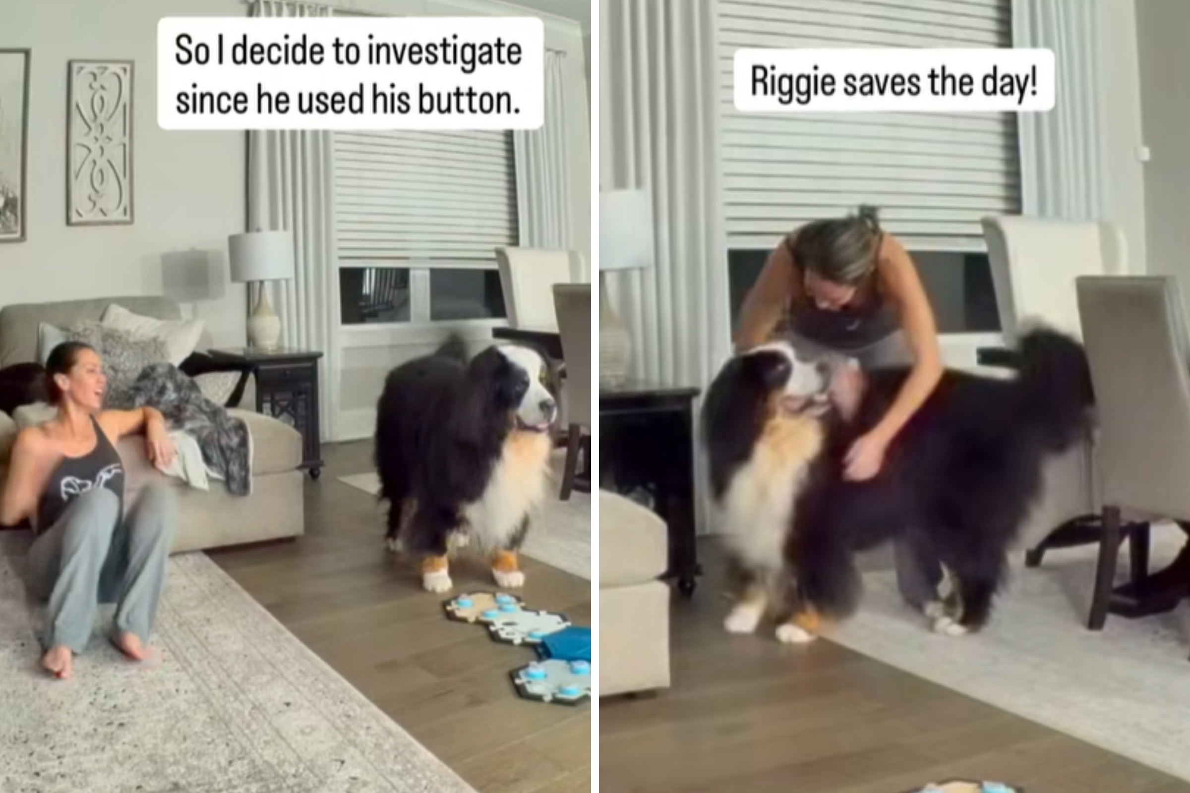 Bernese Mountain Dog Notices Cat Is Stuck, What Follows Amazes Internet