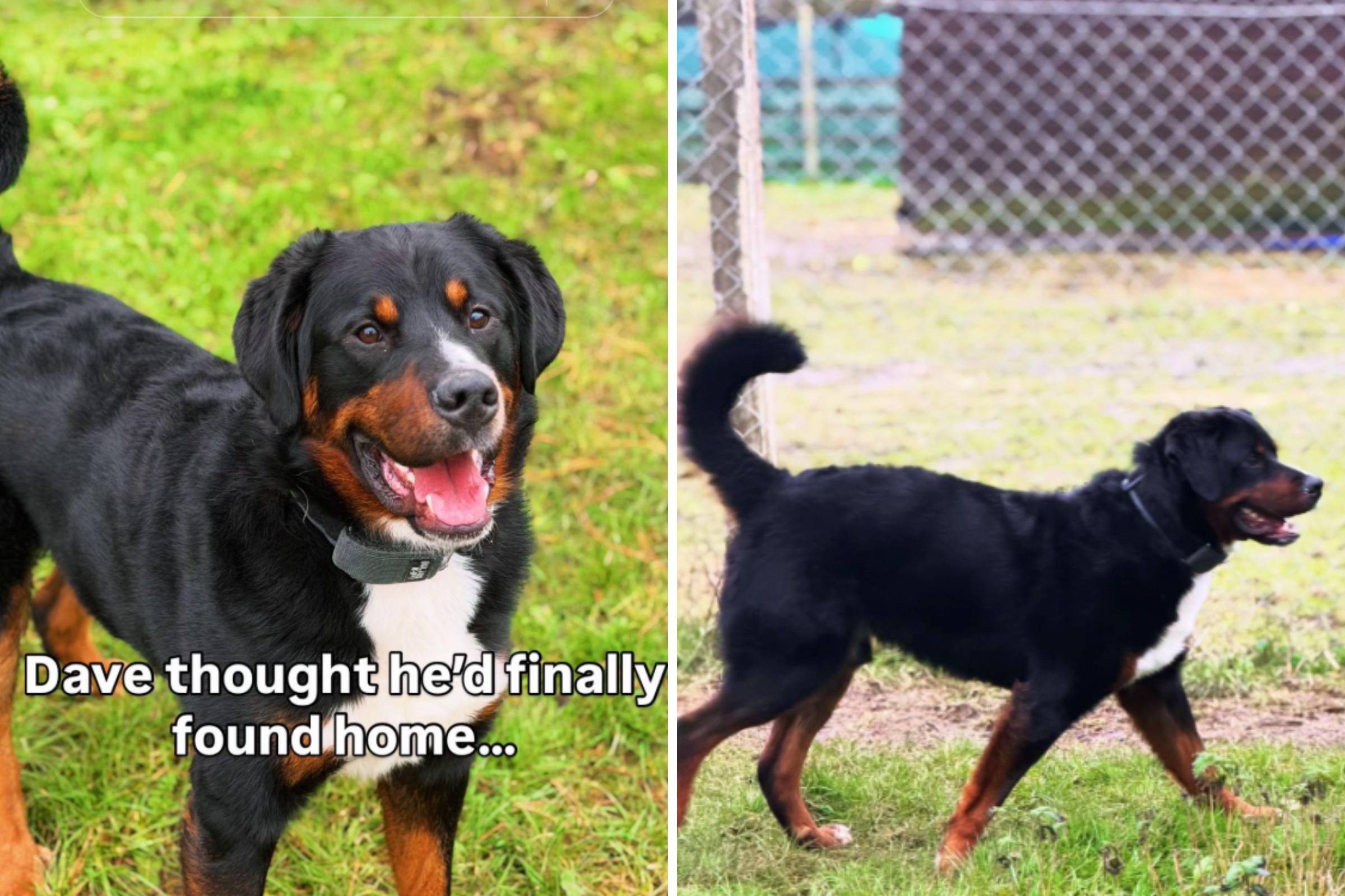 Tears As Bernese Mountain Dog Mix Returned To Shelter in Less Than 24 Hours