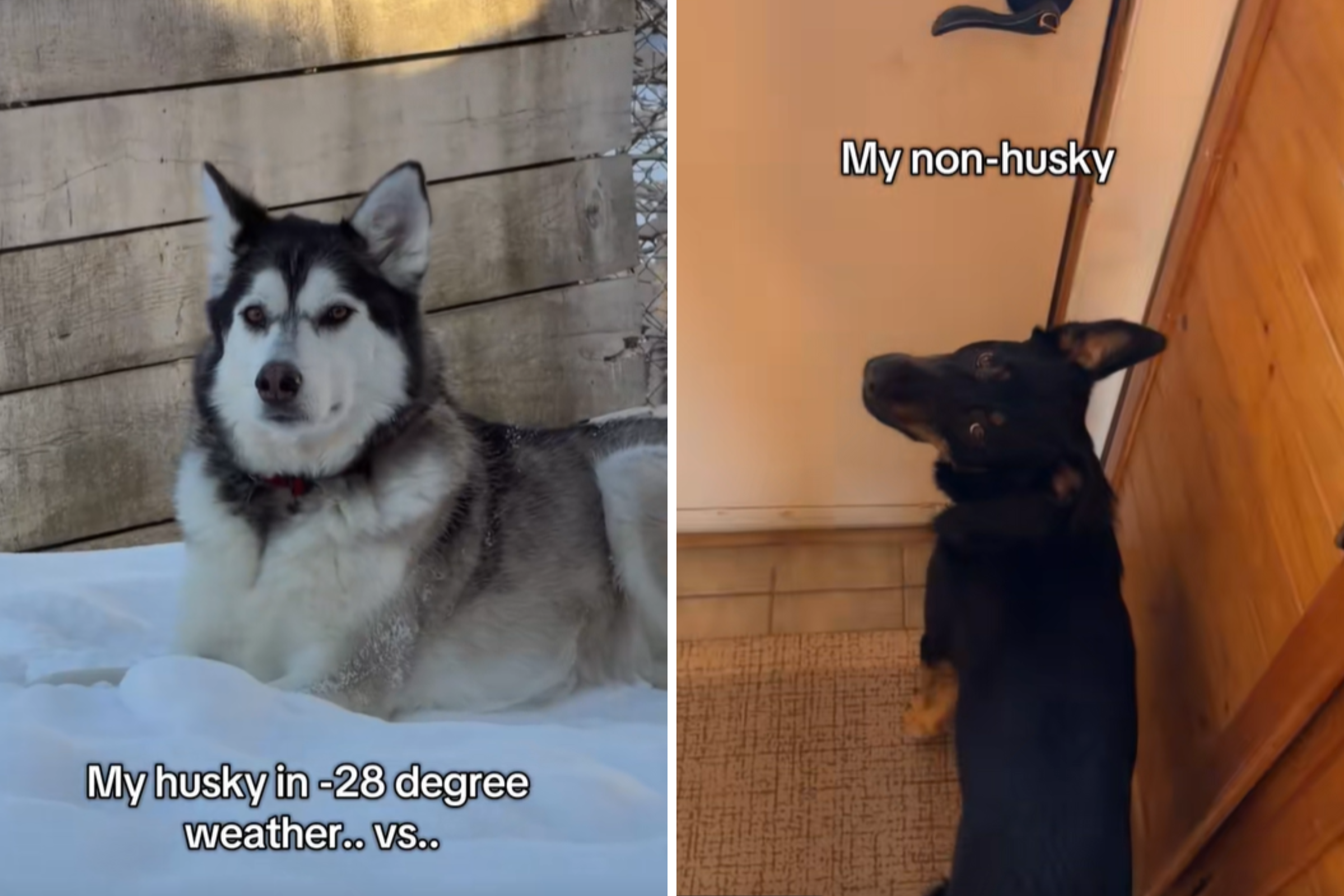 Husky Seen Relaxing in Snow, Hysterics at What Kelpie Mix Sibling Does Next