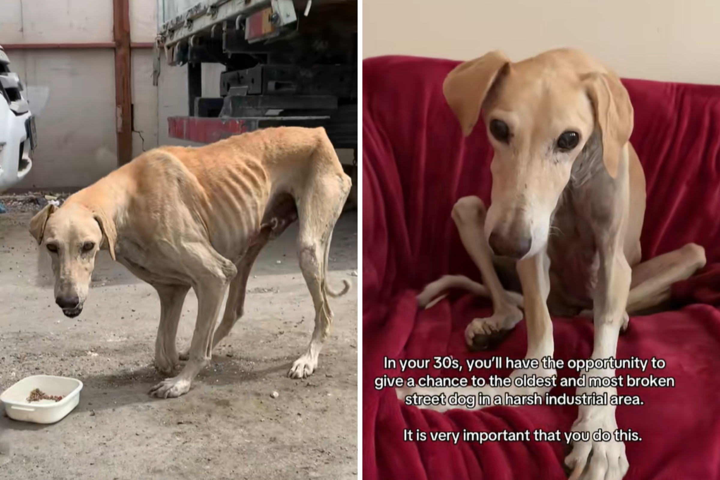 Woman Rescues ‘Most Broken’ Street Dog Who Spent 8 Years on Industrial Site