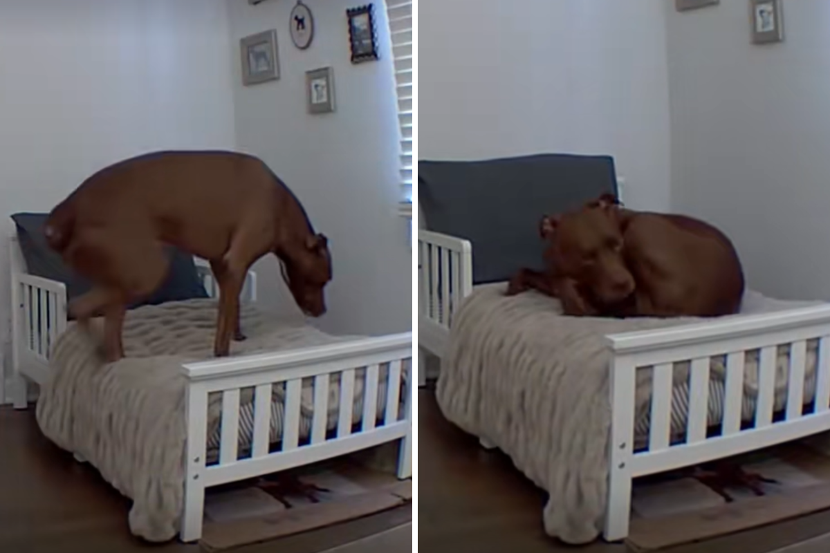 O pai do cachorro diz que os pit bulls não usam camas para crianças, Pet Cam prova o contrário