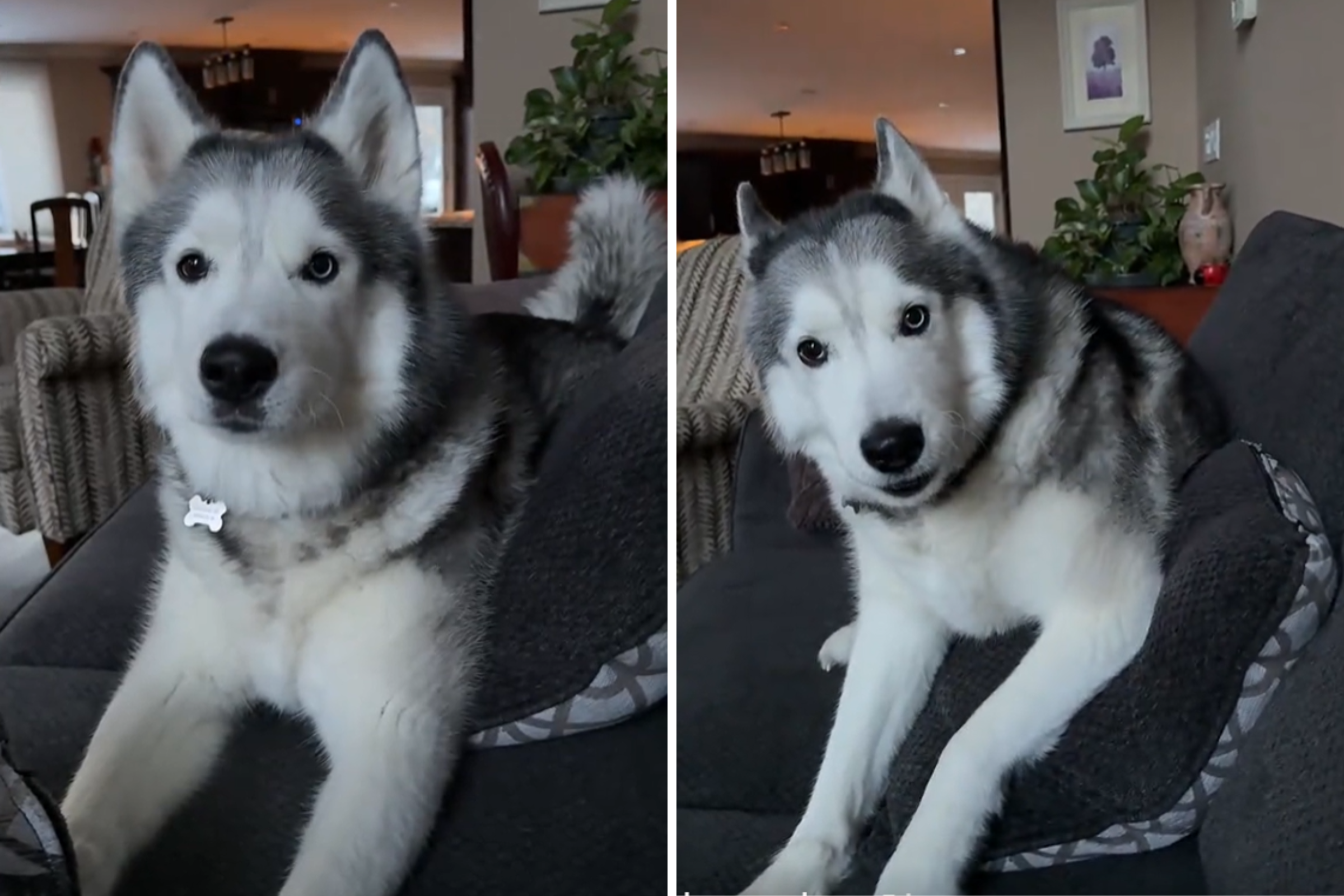 Husky Demands To Go Outside as Winter Storm Hits—Hysterics Over Attitude