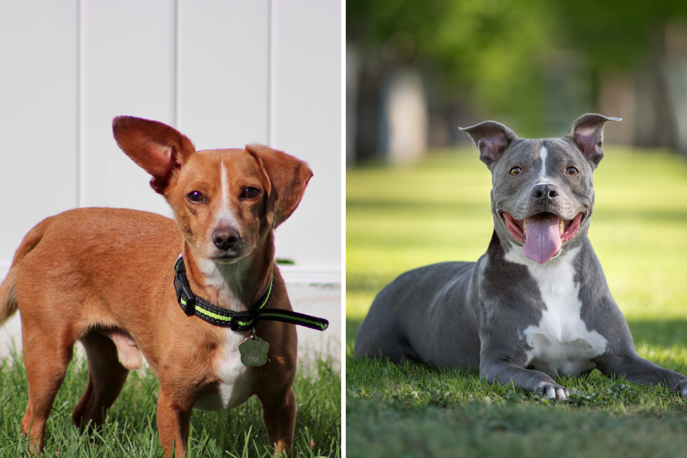 Chiweenie Has Puppies With Pit Bull, Internet Not Prepared for Result