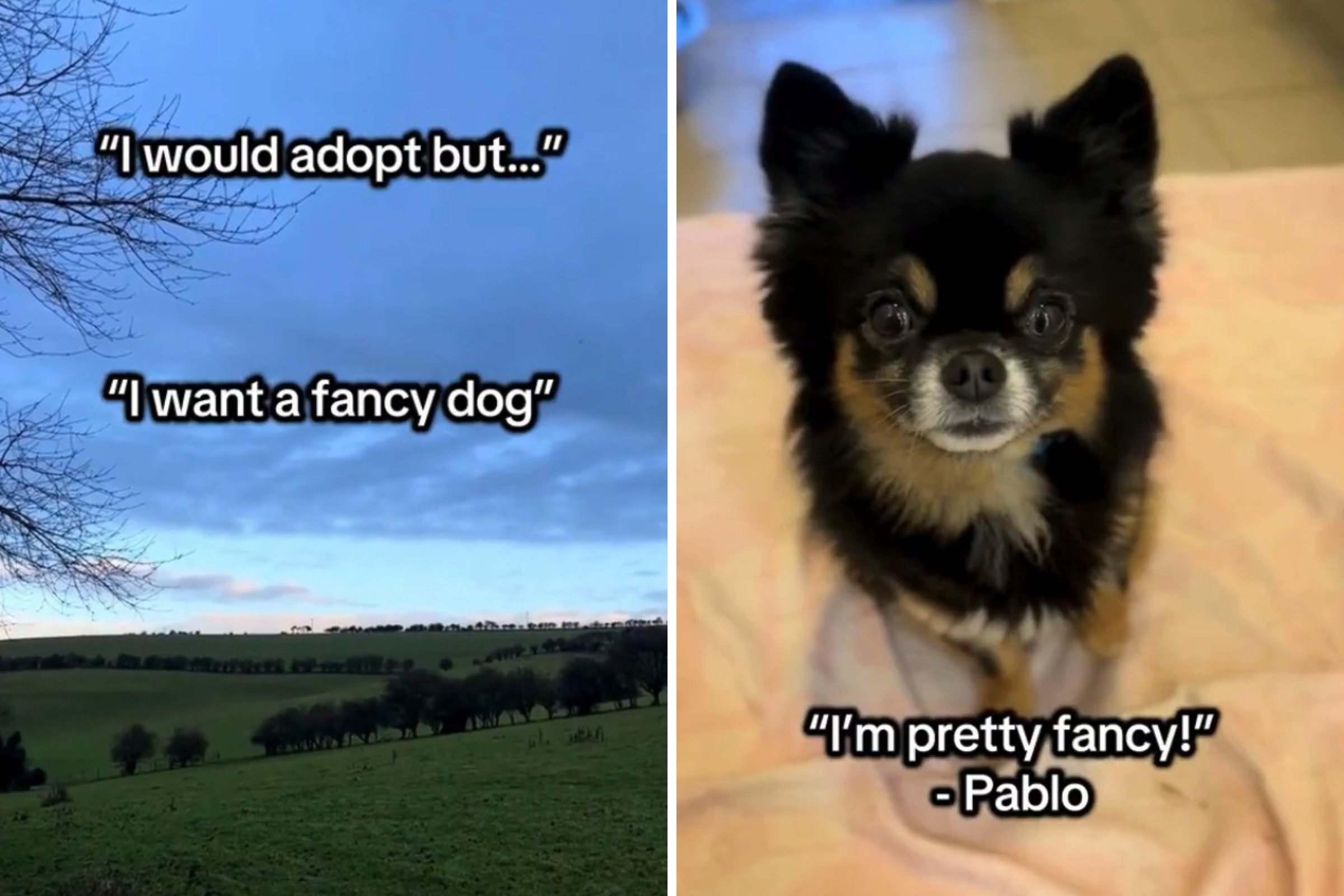 Shelter Proves You Can Rescue a ‘Fancy Dog’—Here’s the Breeds Needing Homes
