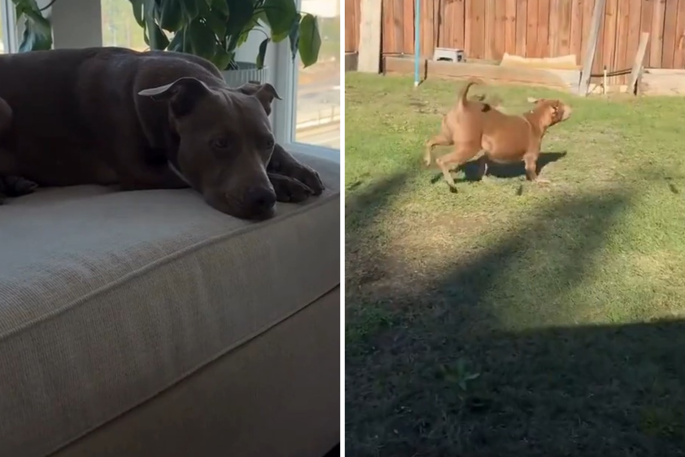 Rescue Dog Spends 3 Years in Apartment, Reaction to Backyard Goes Viral