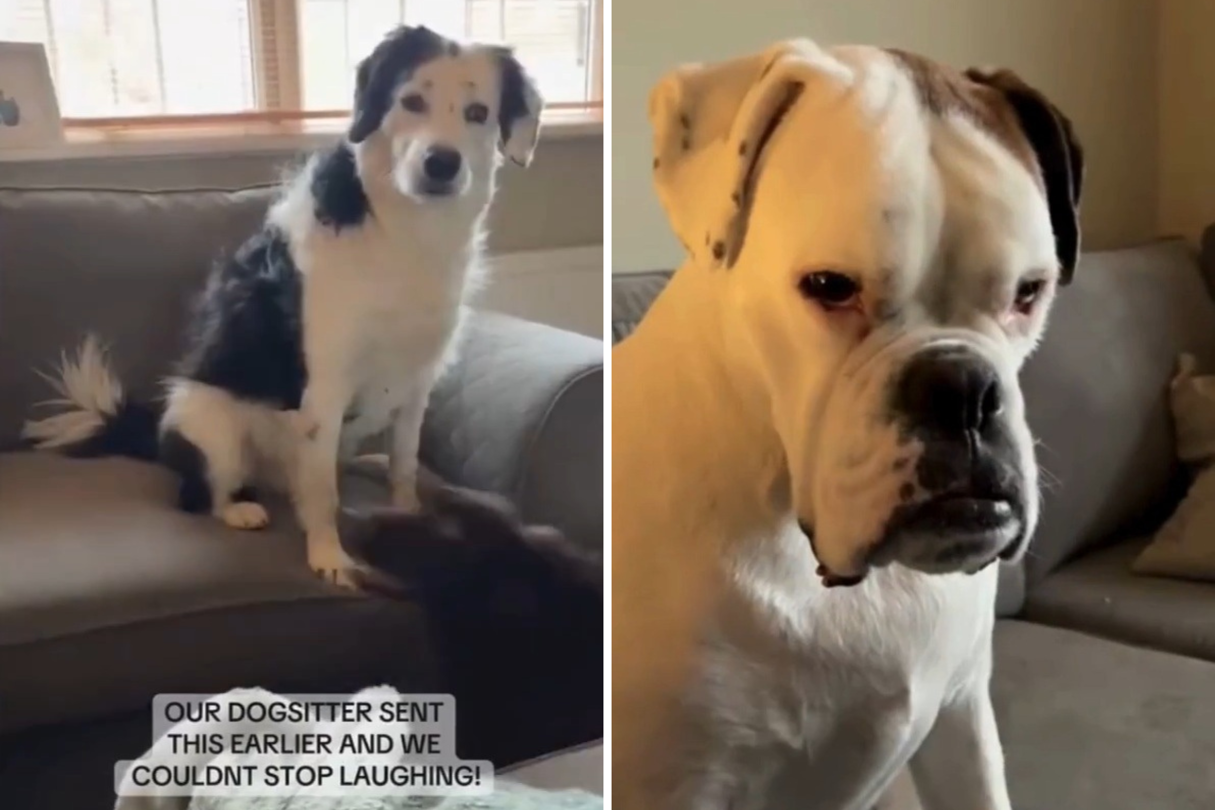 Woman Receives Video From Dog Sitter, Not Prepared for What Boxer Does