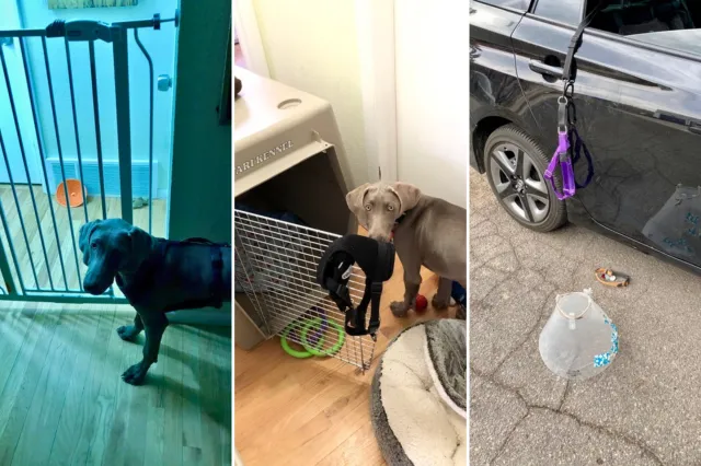 Dog Dubbed Houdini As She Can ‘Escape Anything’ Wins Pet of the Week