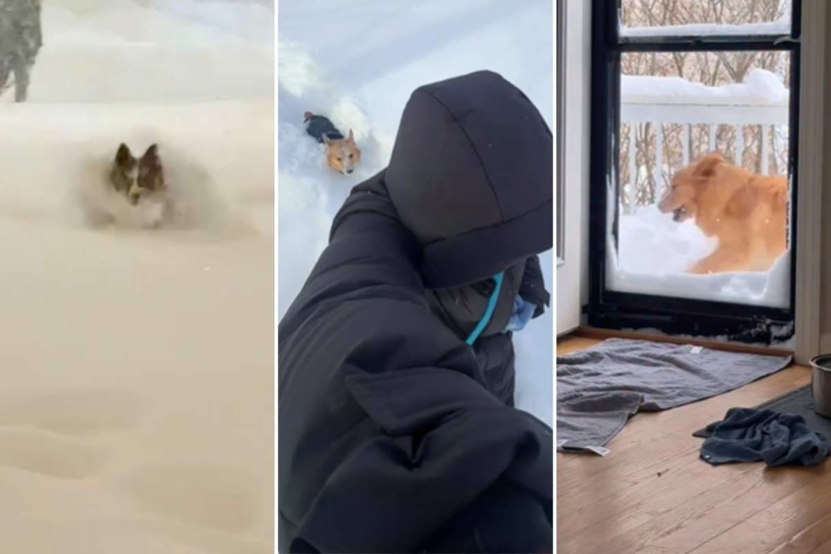 These Dogs&rsquo; Reactions to Snow Melt Hearts As Winter Storm Hits America