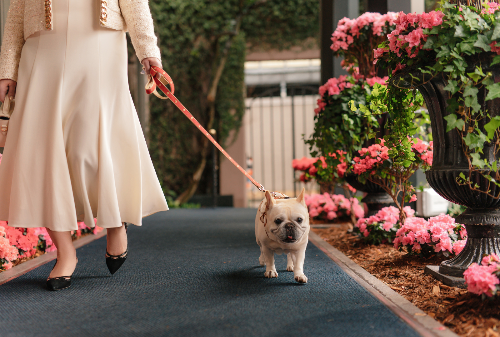 High-End New Orleans Hotel Service Going to the Dogs