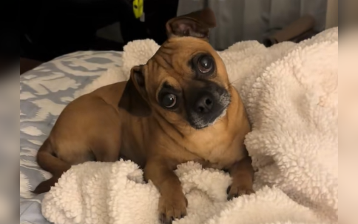 Woman Get DNA Test for Rescue Dog, Two Words on Results Change Everything