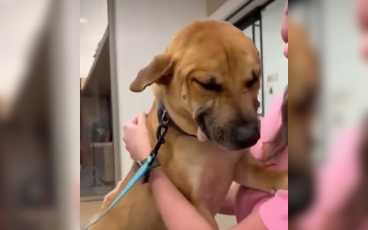Shelter Dog Can’t Stop ‘Smiling’ at Woman Visiting–He Knows What It Means
