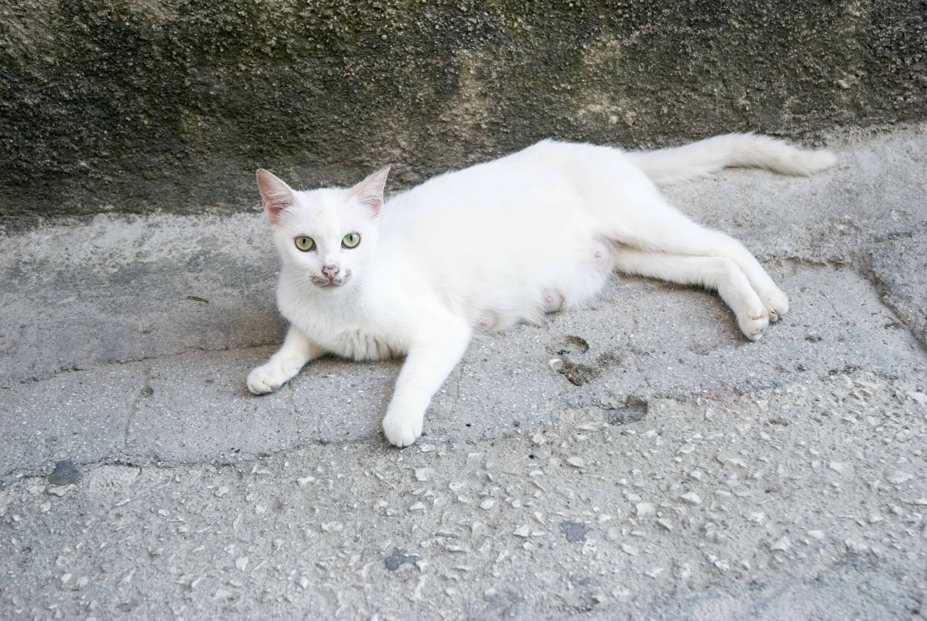 Owner Rescues One Cat, Shock As Two Days Later Gets Triple Surprise