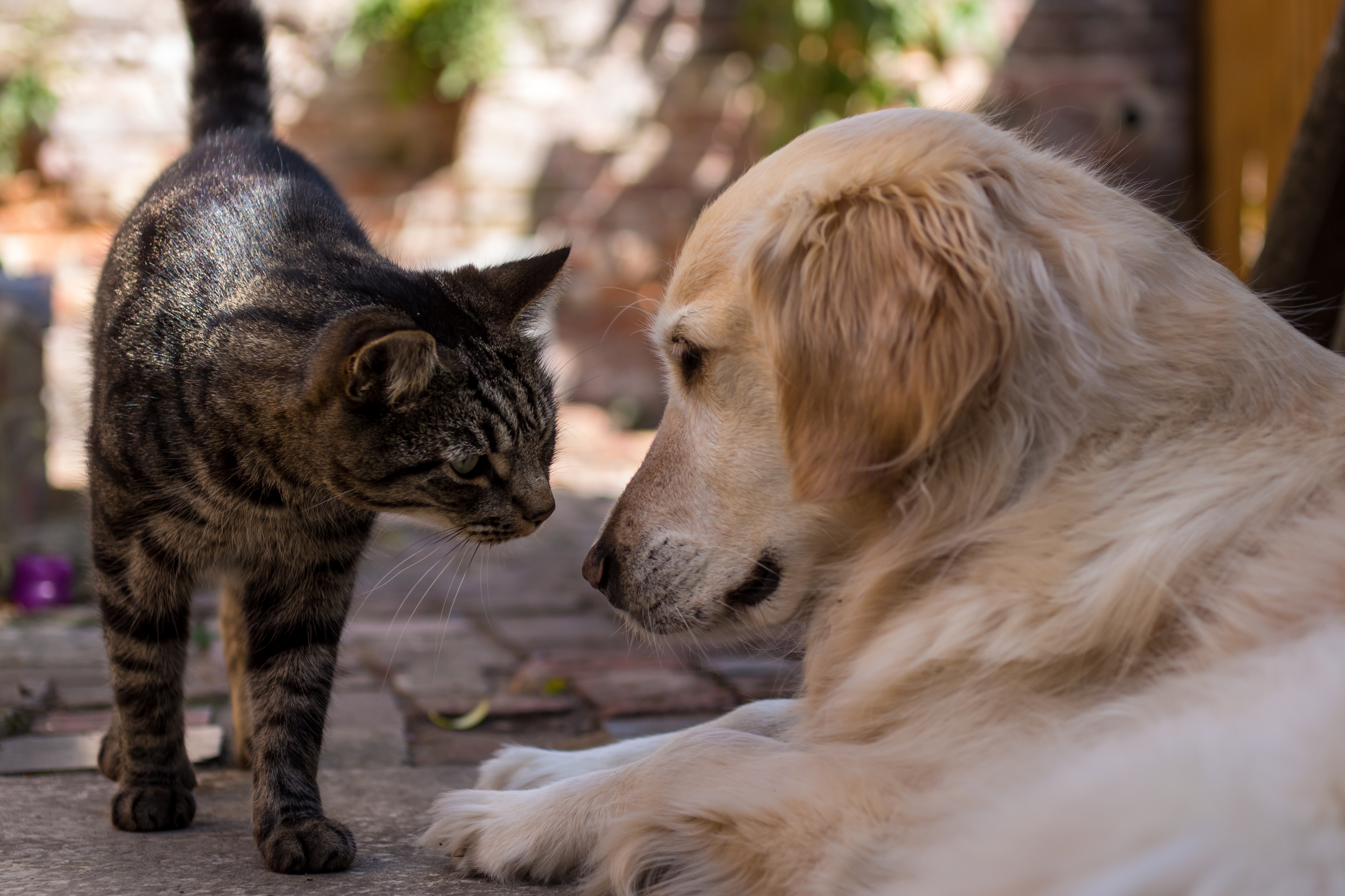Stray Cat ‘Adopted’ by Golden Retriever—Internet Obsessed by What Happens
