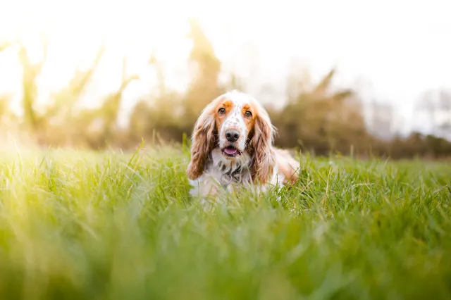 File image: Cocker Spaniel lying in field