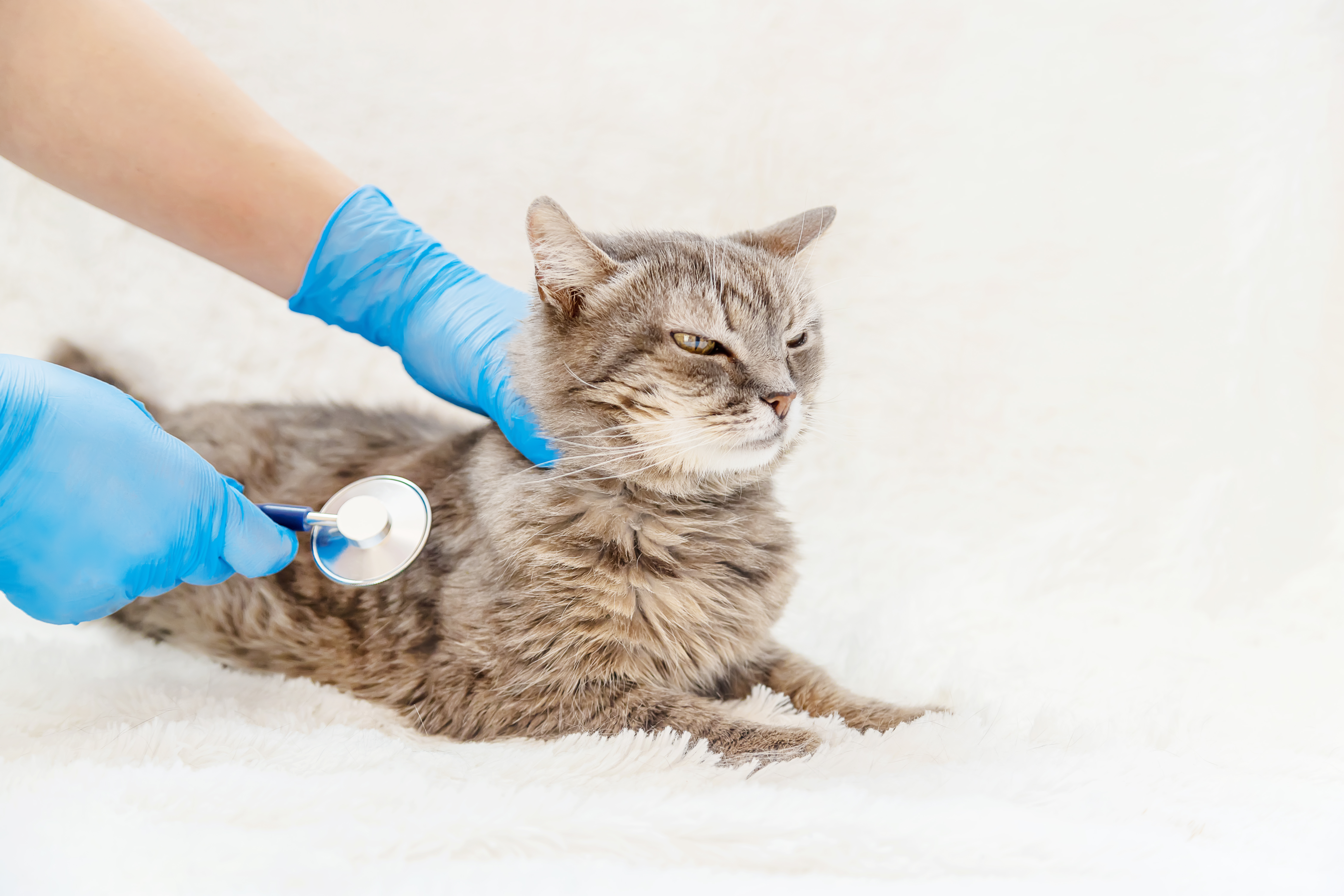 Cat Falls From 6th Floor, Hearts Break as Owner Reveals What Happens Next