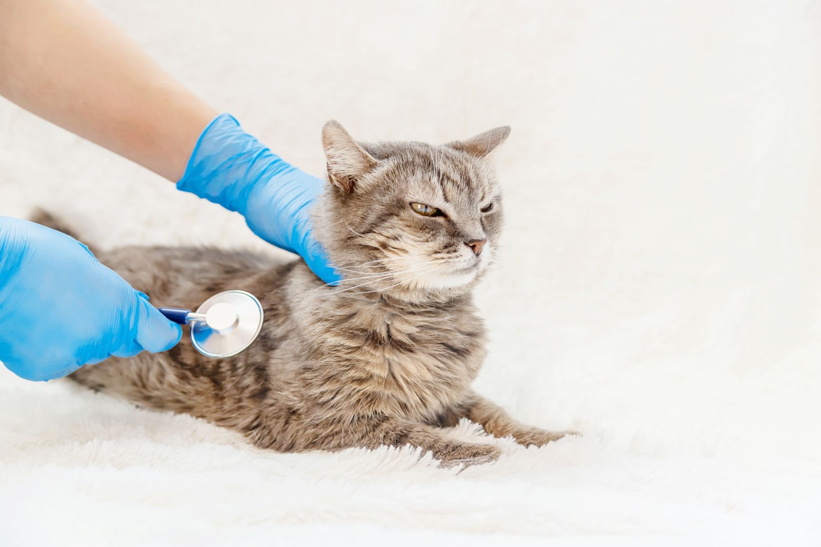 Cat Assessee Cat Falls From 6th Floor, Hearts Break as Owner Reveals What Happens ...