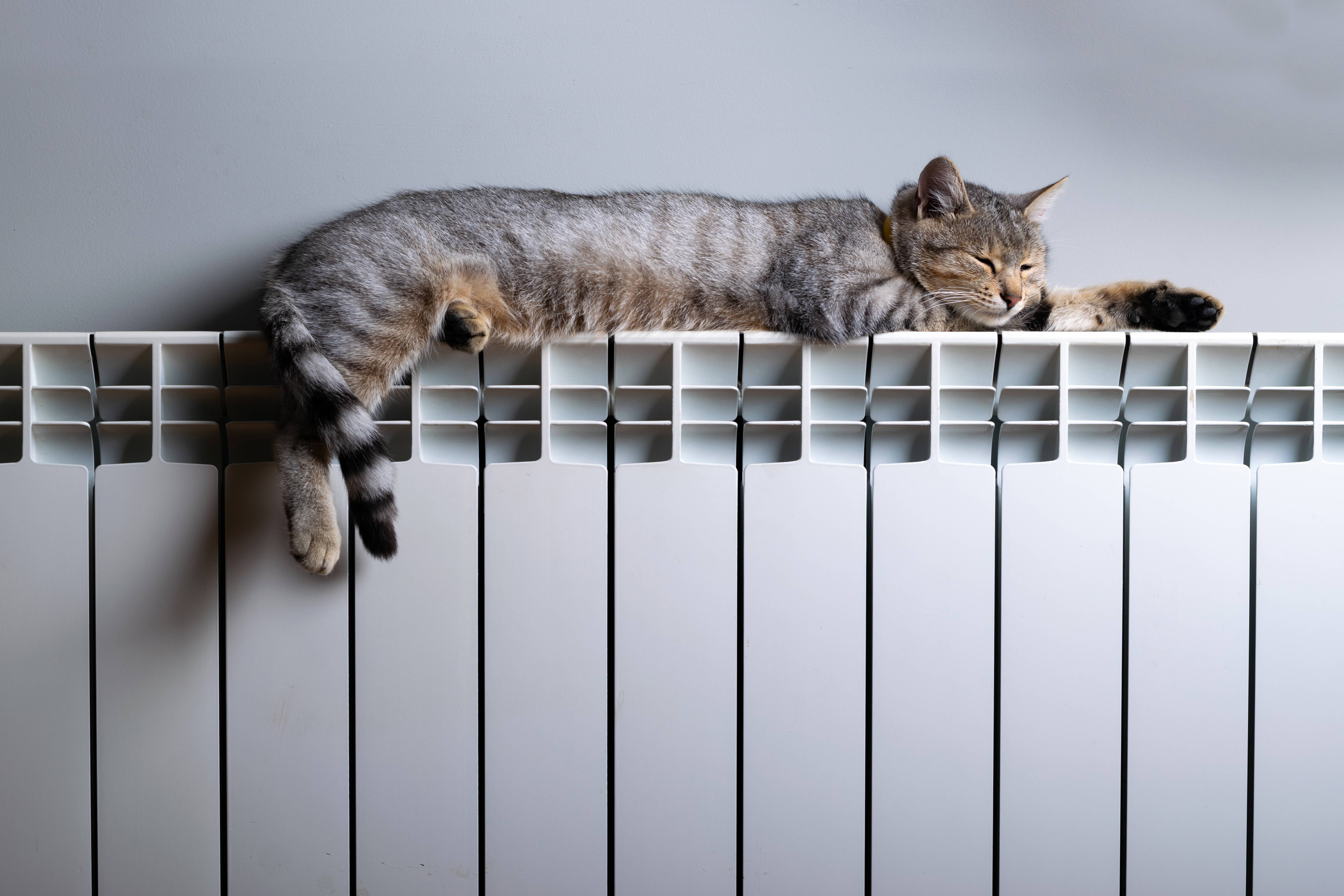 Cat Owners on a Winter Budget Turn Down Heating—but Feline ‘Runs the House'