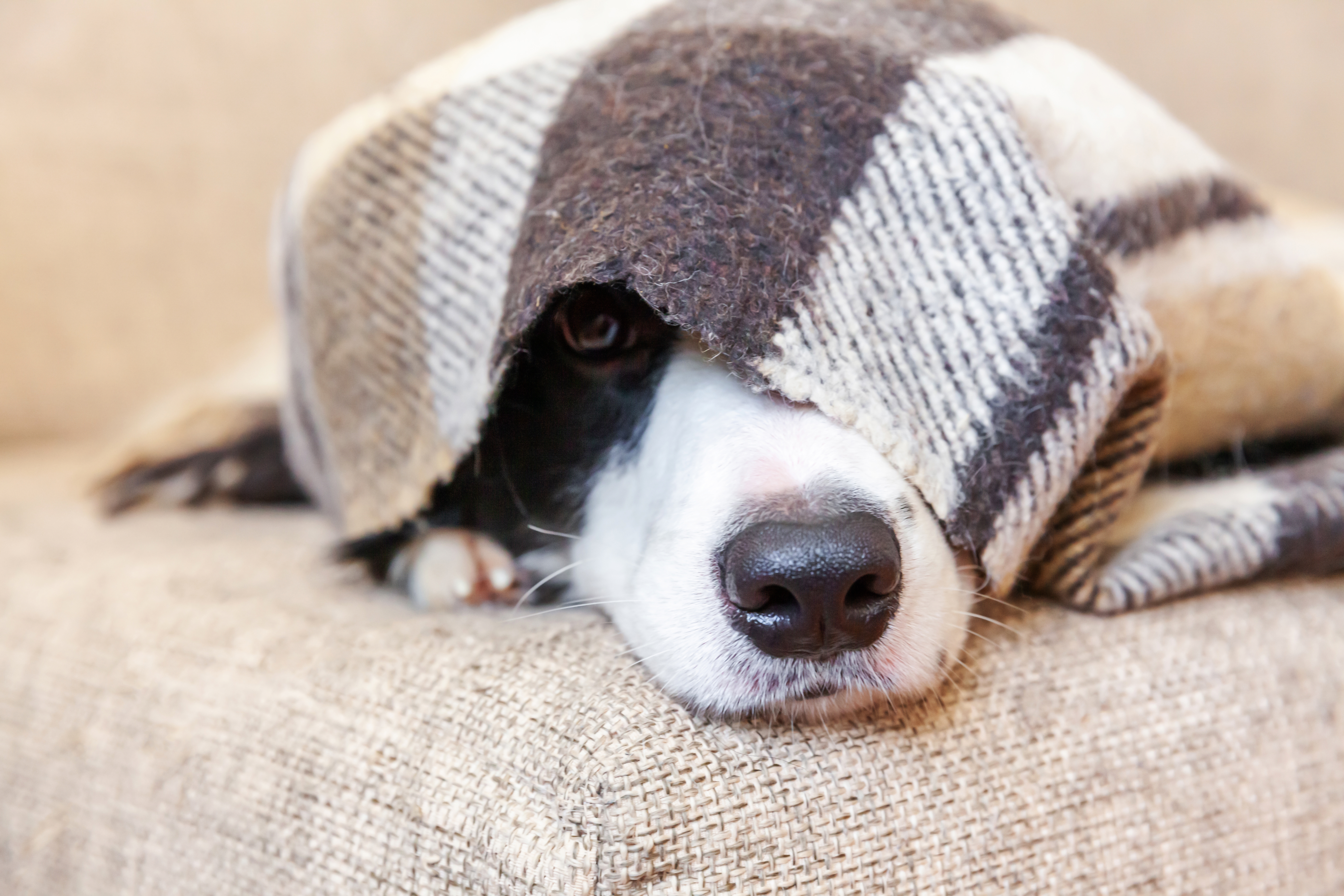 Dog Subtly Telling Owner To Sit Down for ‘Head Scratches’ Melts Hearts