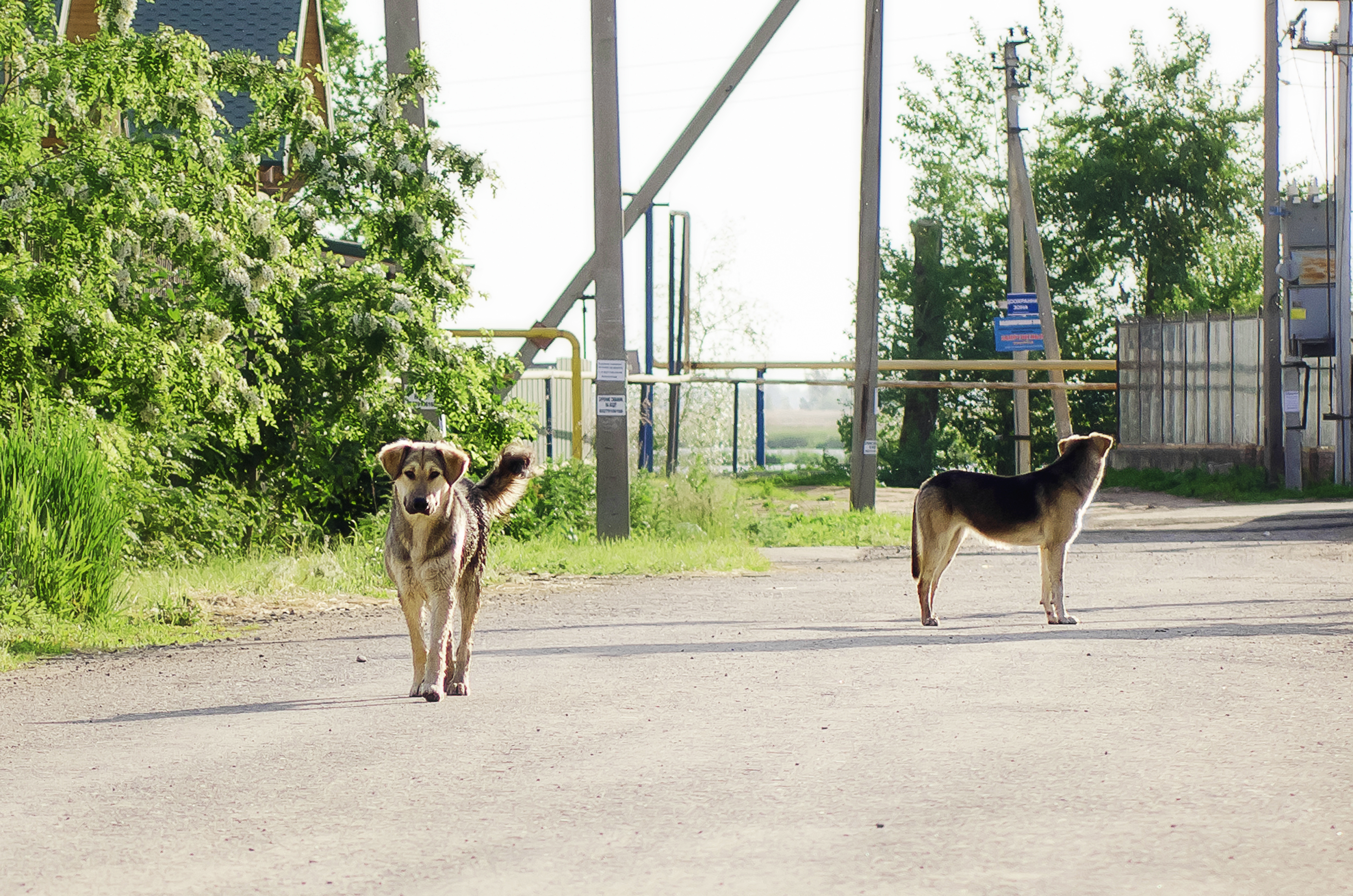 Woman Meets Two Street Dogs on Vacation, What Happens Next Melts Hearts
